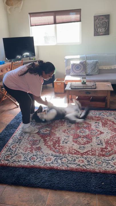 Enlarge Izzy Pop, a Adoptable mixed breed in Torrance, CA video 6/6