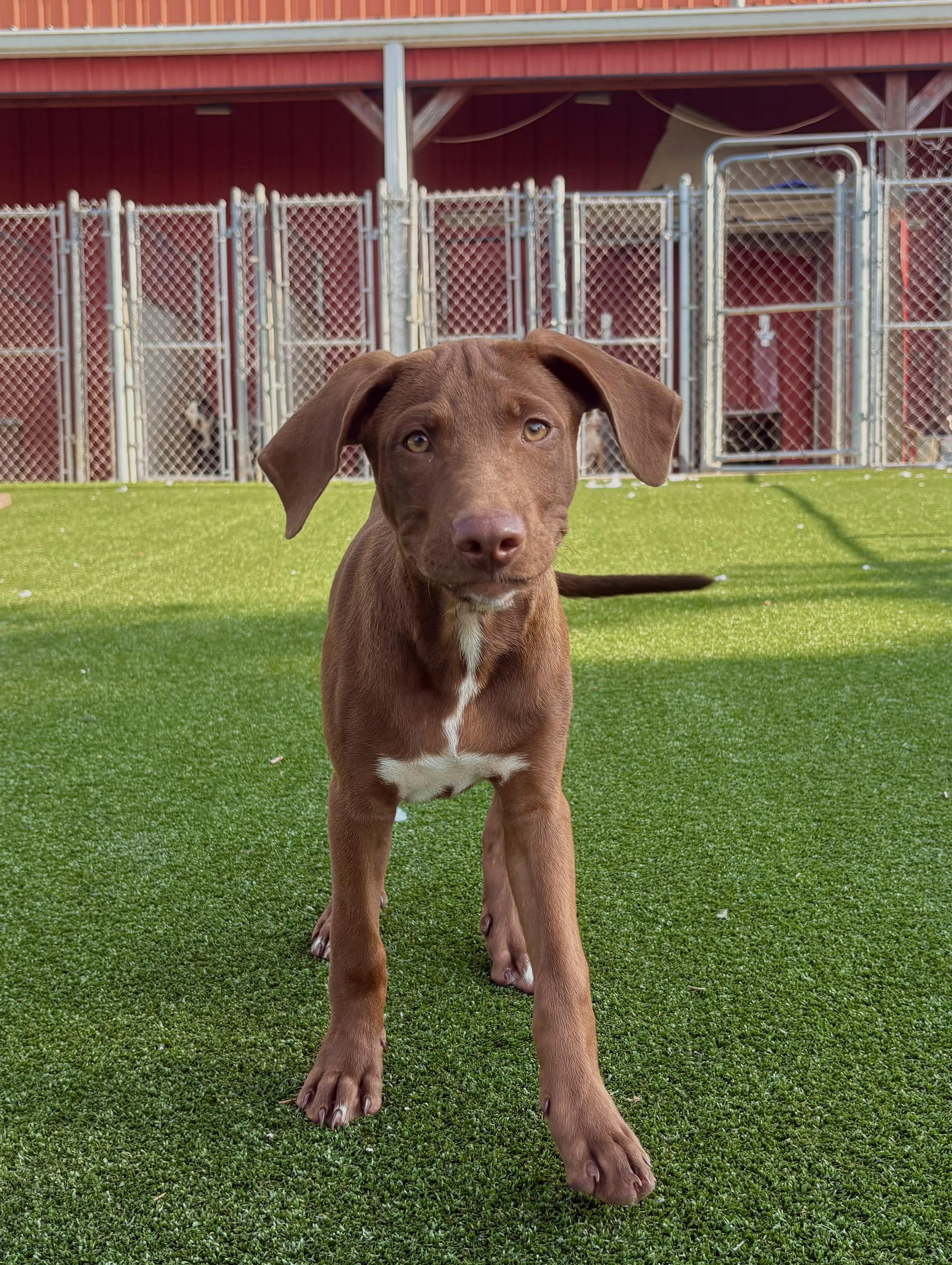 Enlarge Buck, an adopted mixed breed in Gallatin, TN image 1/3