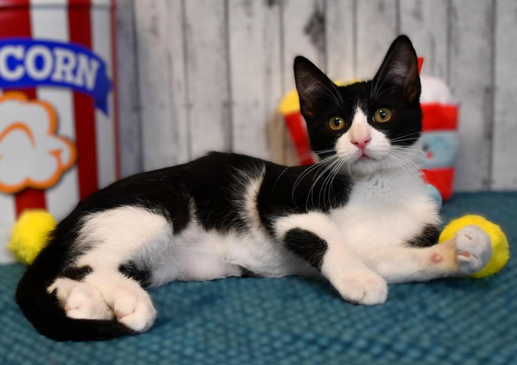 Vic, Adoptable, Kitten Male Domestic Short Hair.