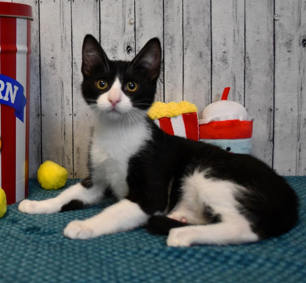 Vic, a Adoptable mixed breed in Roanoke, TX image 2/3