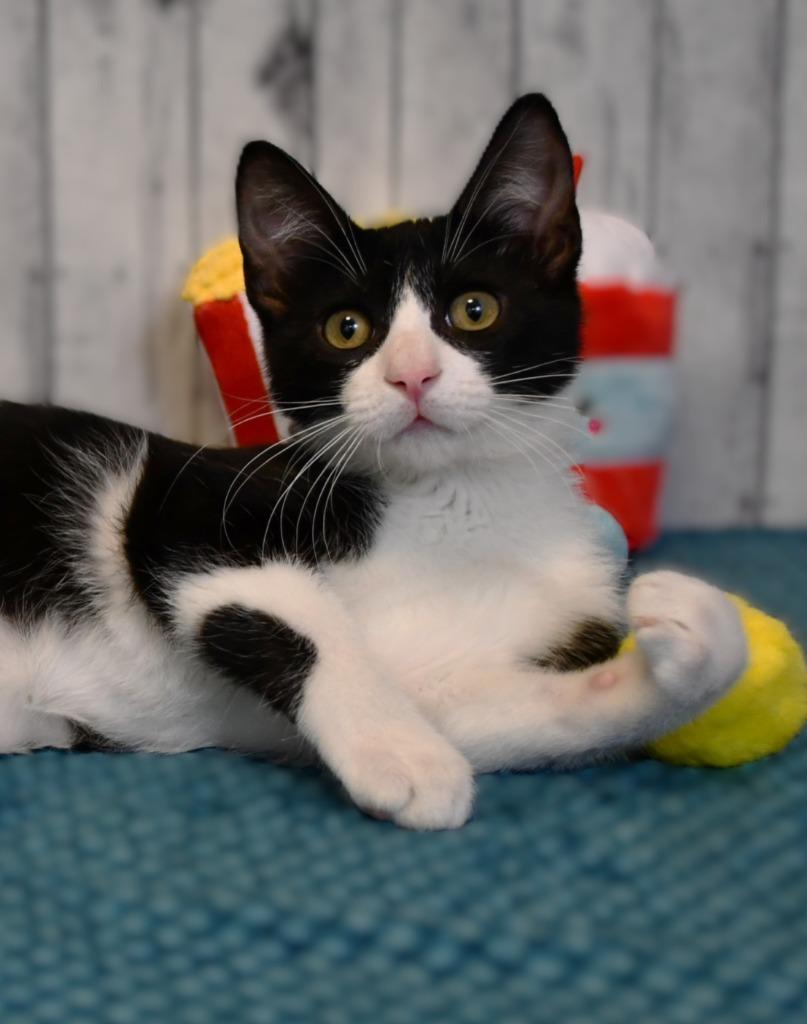 Vic, a Adoptable mixed breed in Roanoke, TX image 3/3