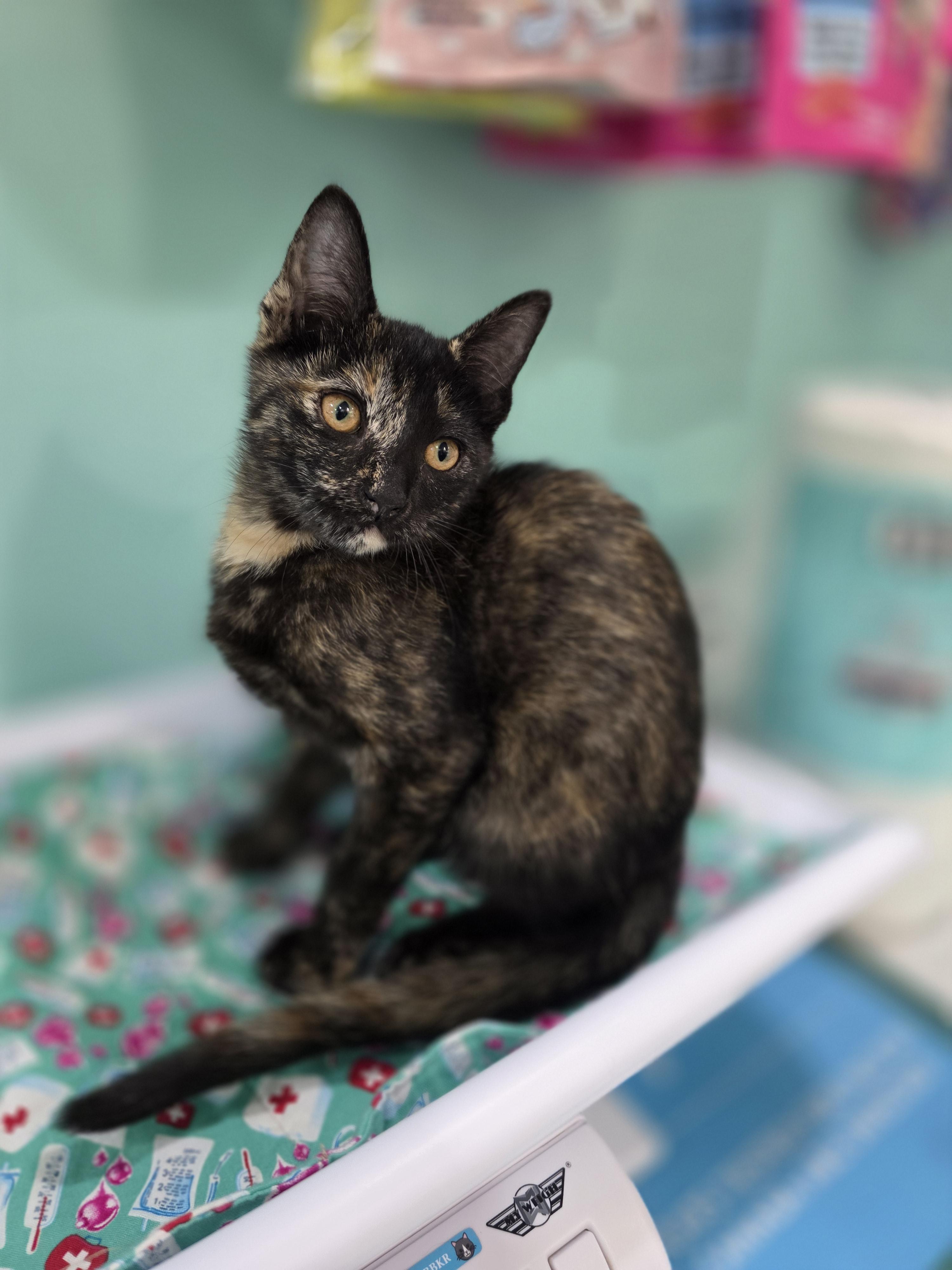 Enlarge Marmalade, a Adoptable mixed breed in Kamloops, BC image 2/6