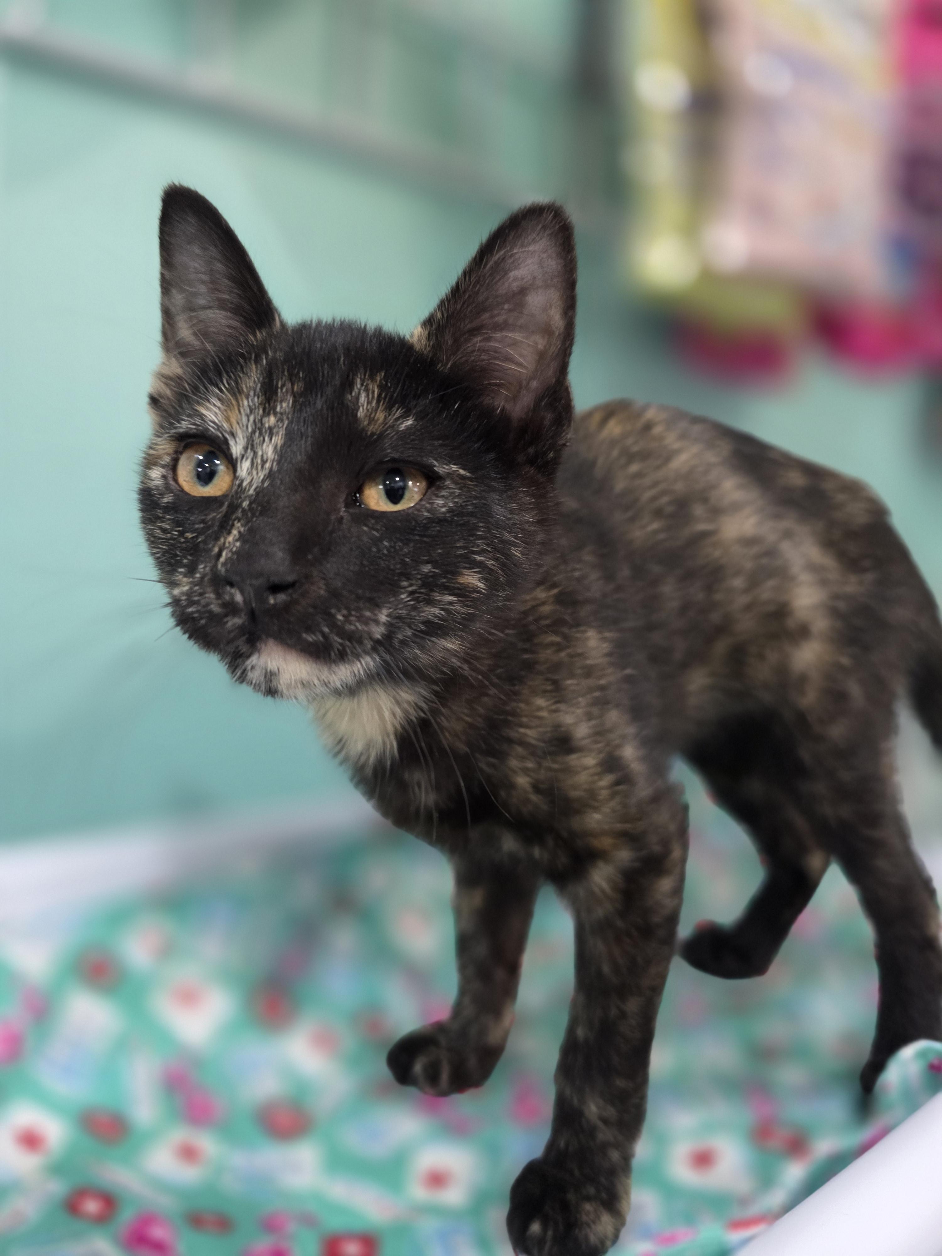 Enlarge Marmalade, a Adoptable mixed breed in Kamloops, BC image 3/6