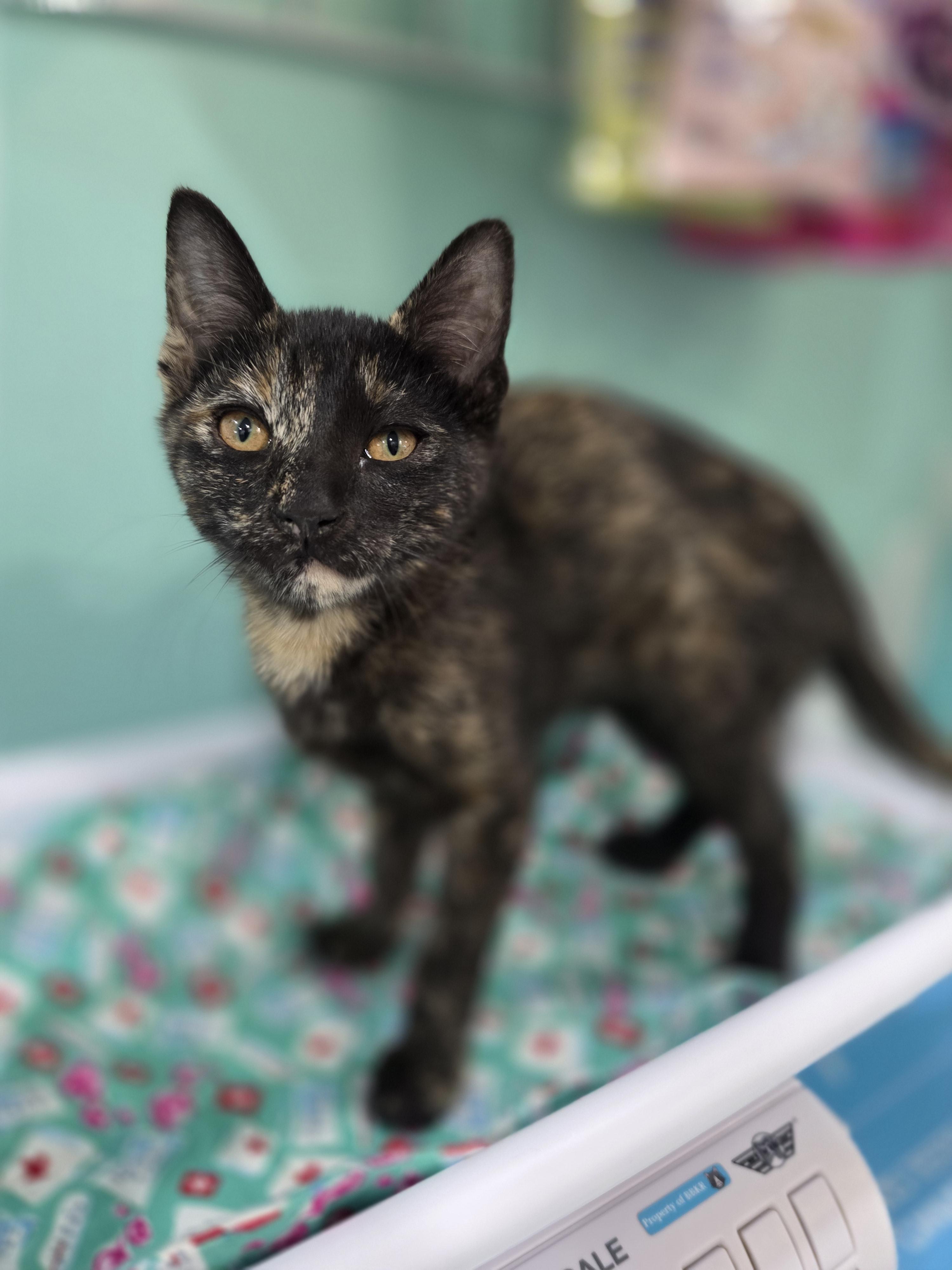 Enlarge Marmalade, a Adoptable mixed breed in Kamloops, BC image 4/6