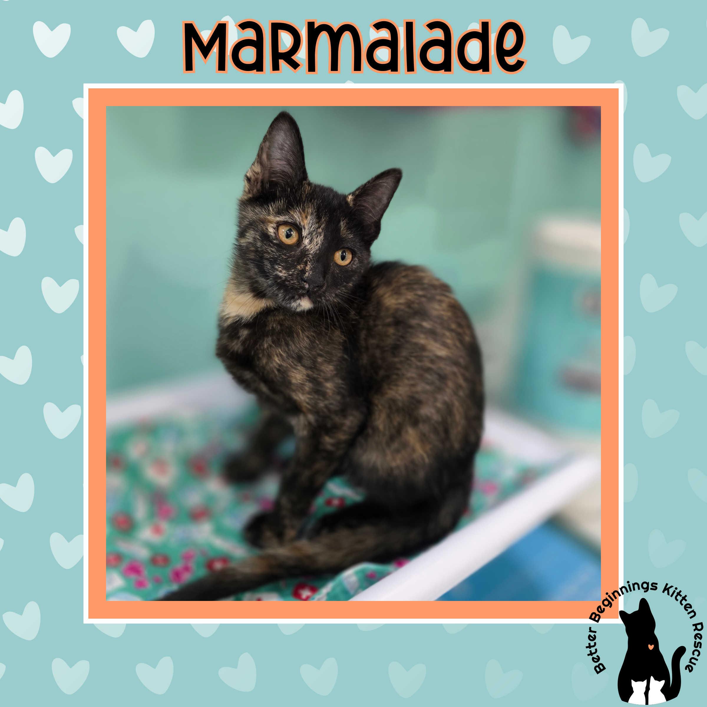 Enlarge Marmalade, a Adoptable mixed breed in Kamloops, BC image 5/6