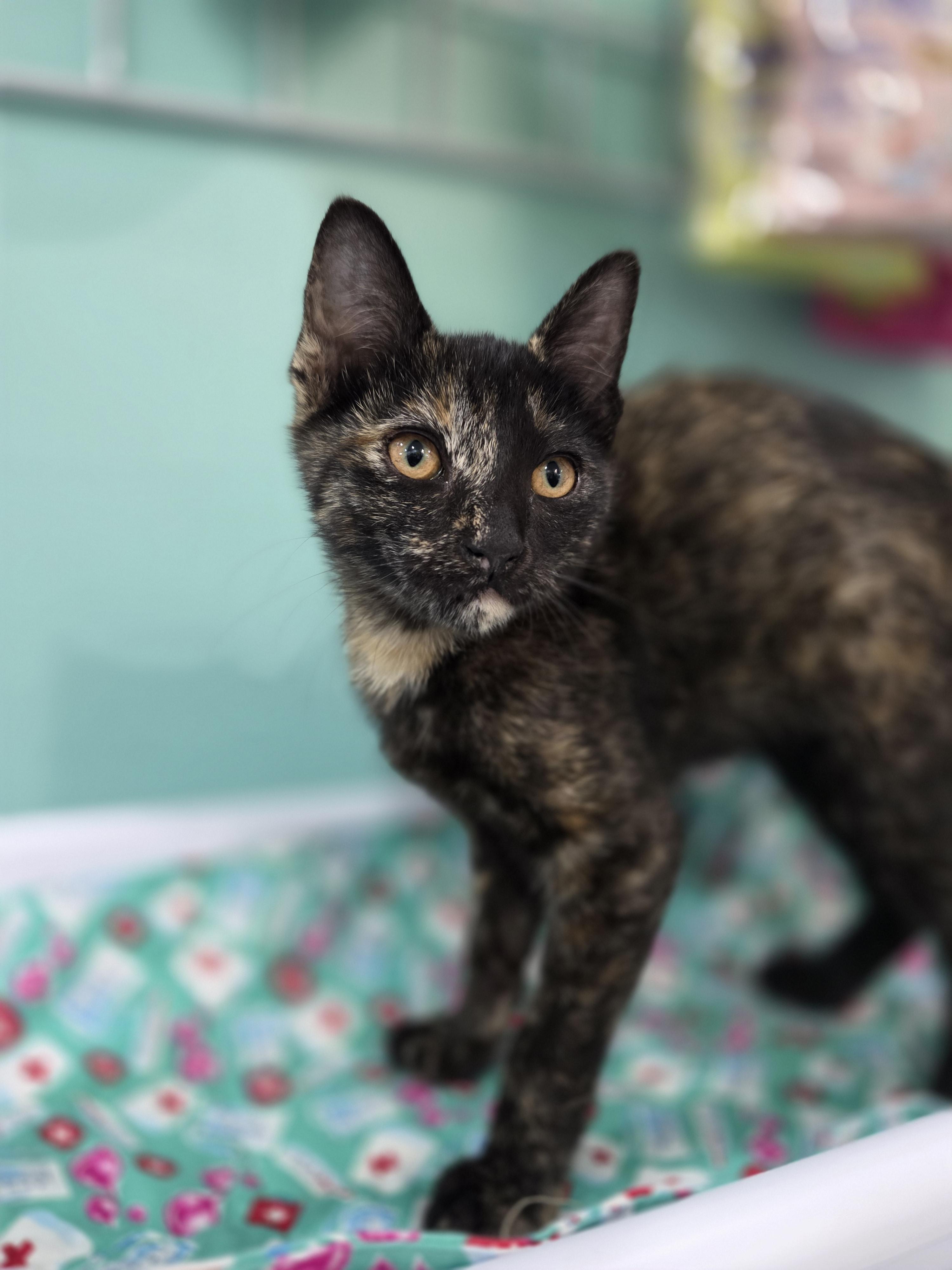 Enlarge Marmalade, a Adoptable mixed breed in Kamloops, BC image 6/6