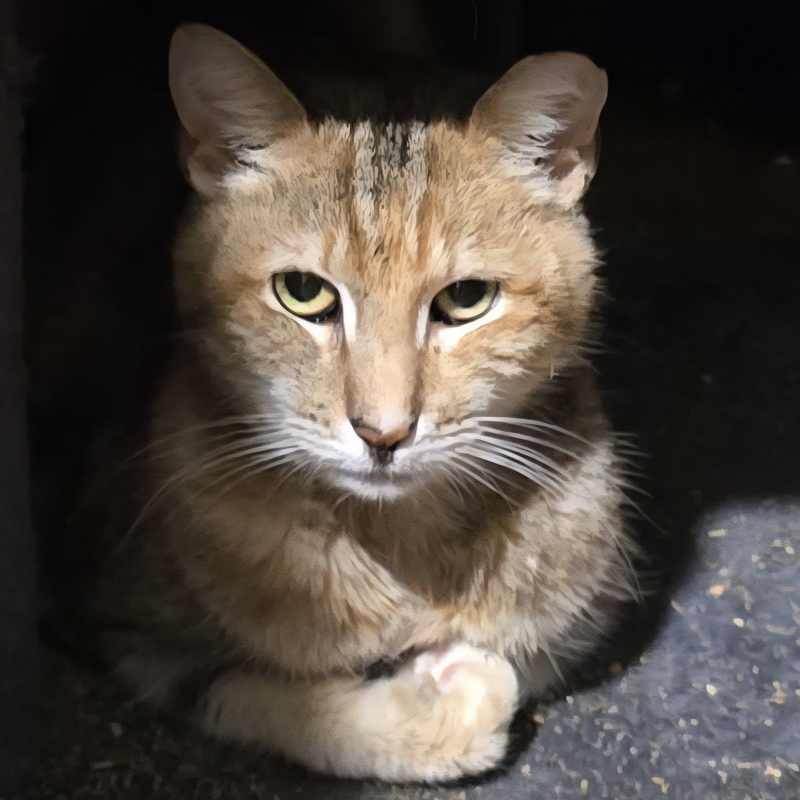 Enlarge Beatrice, an adoptable Domestic Short Hair in Huntington, NY image 4/5