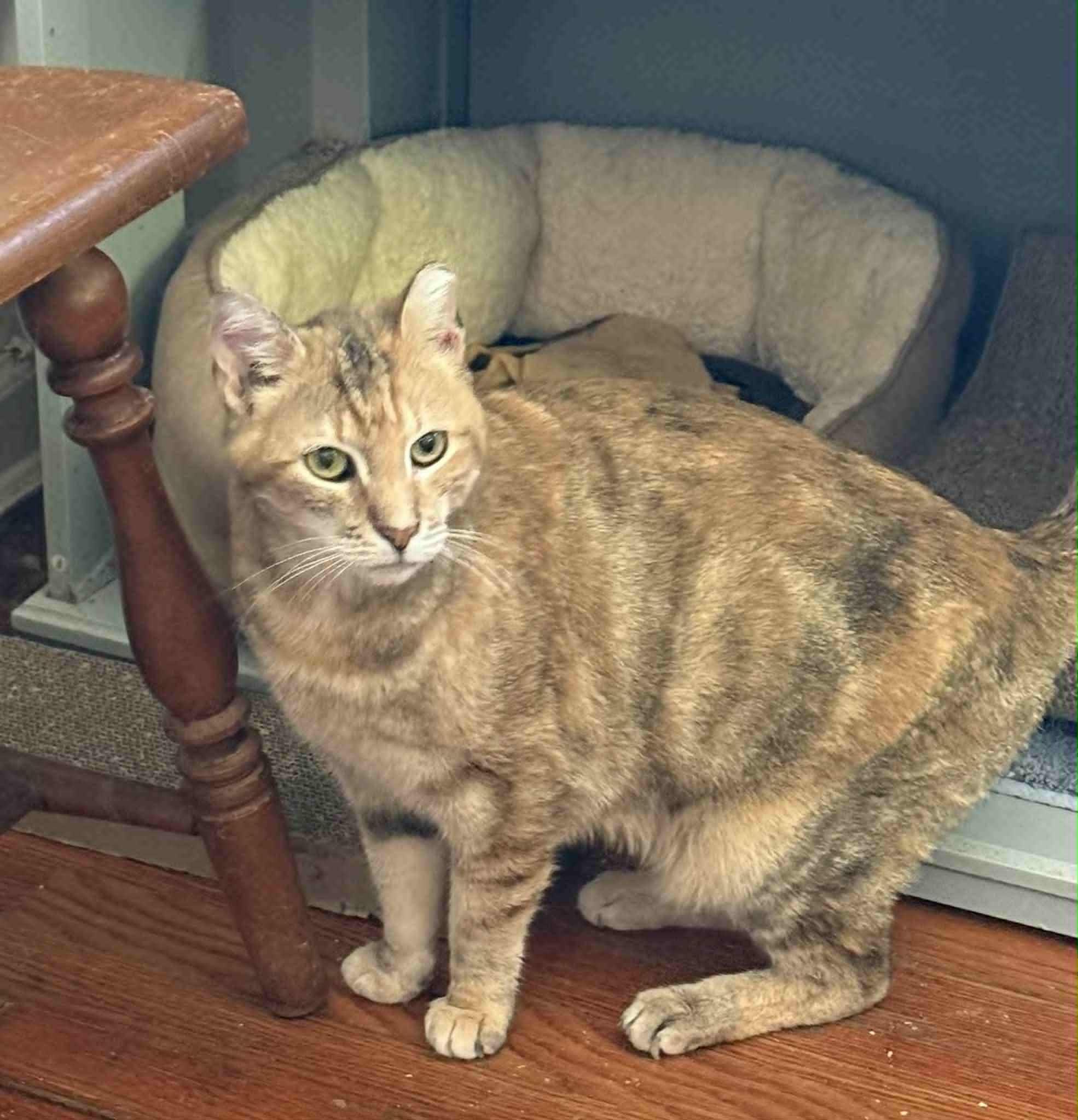 Beatrice, an adoptable mixed breed in Huntington, NY image 6/6