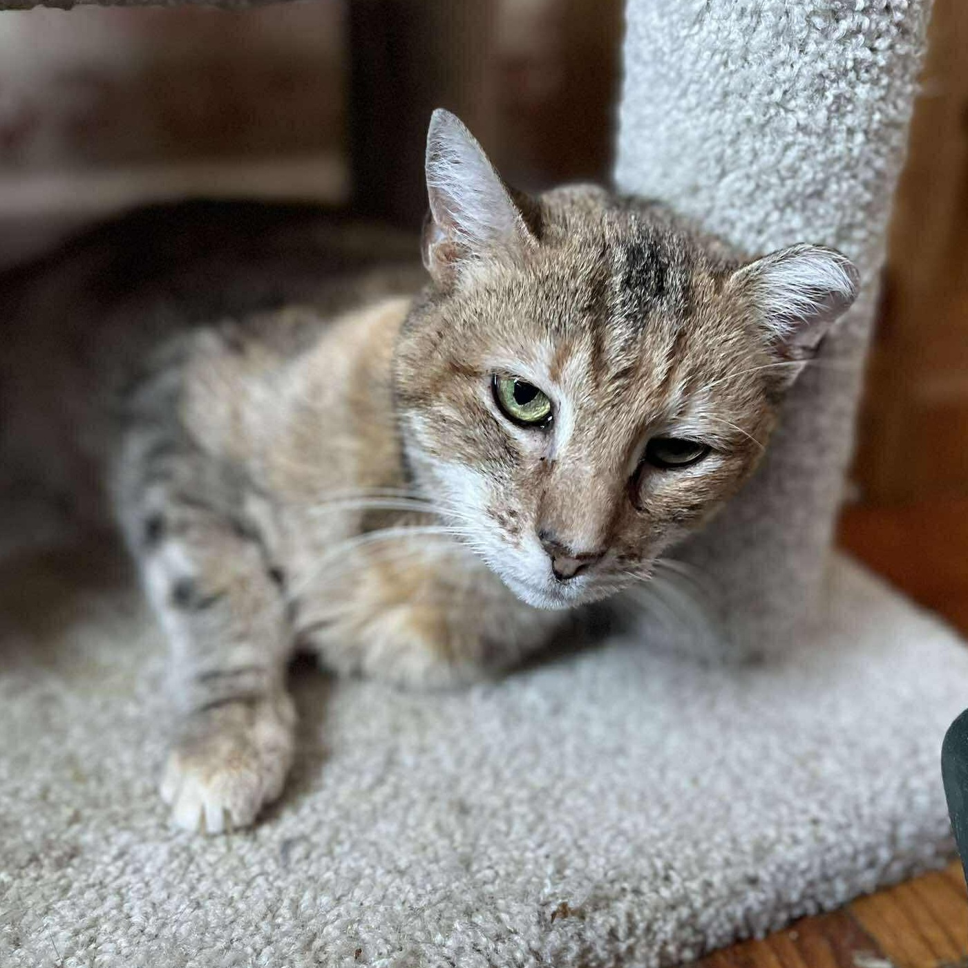 Enlarge Beatrice, an adoptable Domestic Short Hair in Huntington, NY image 3/5