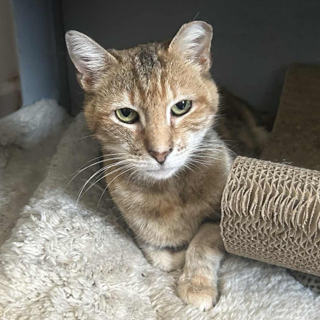 Enlarge Beatrice, an adoptable Domestic Short Hair in Huntington, NY image 2/5