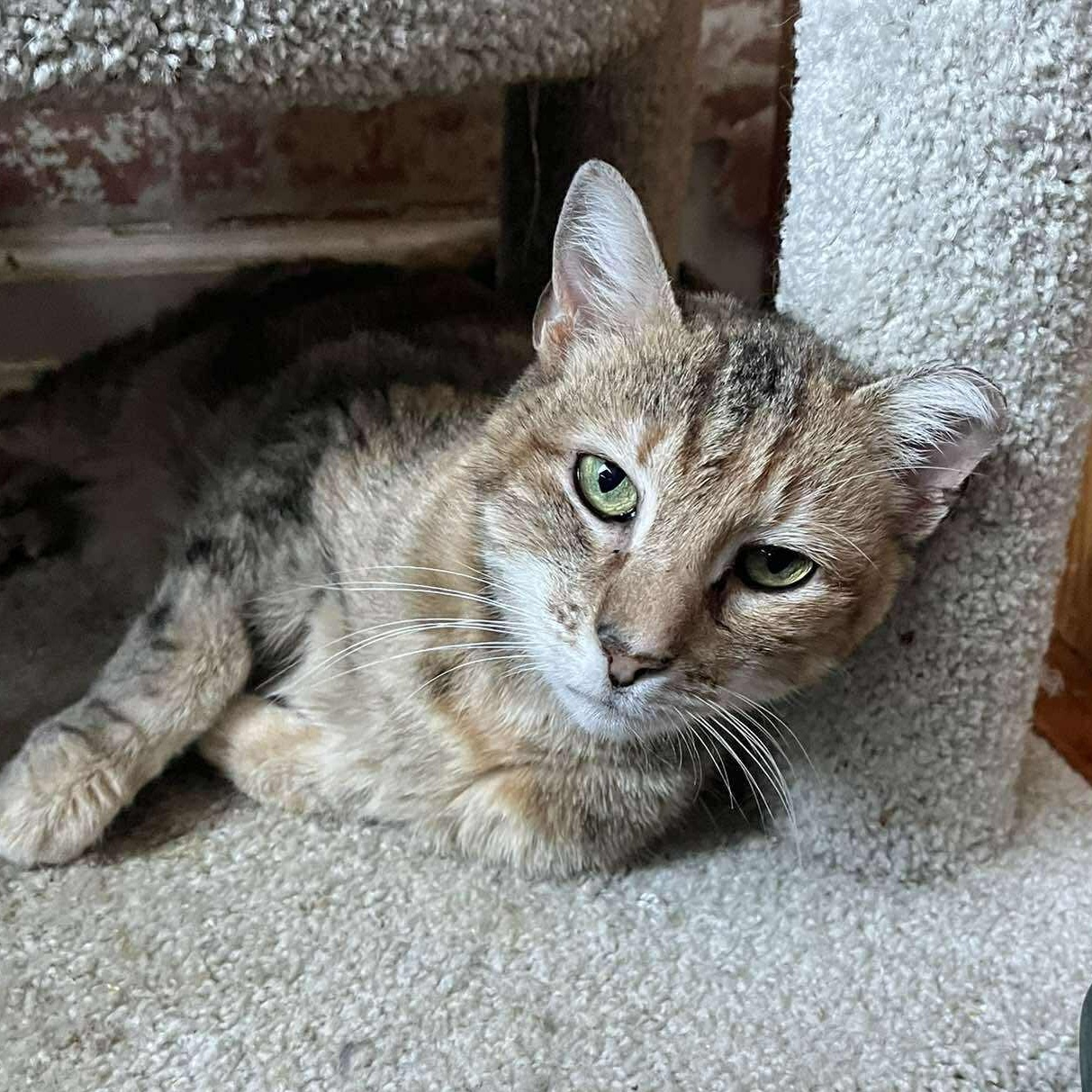 Enlarge Beatrice, an adoptable Domestic Short Hair in Huntington, NY image 5/5