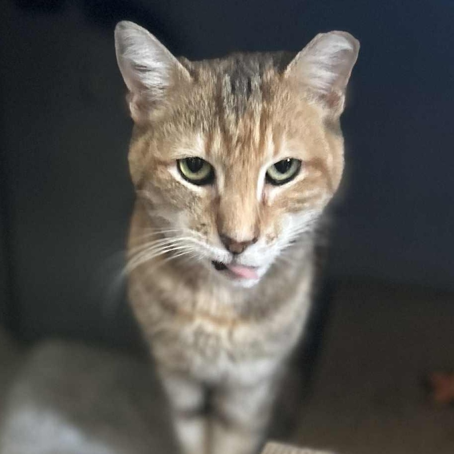 Enlarge Beatrice, an adoptable Domestic Short Hair in Huntington, NY image 1/5