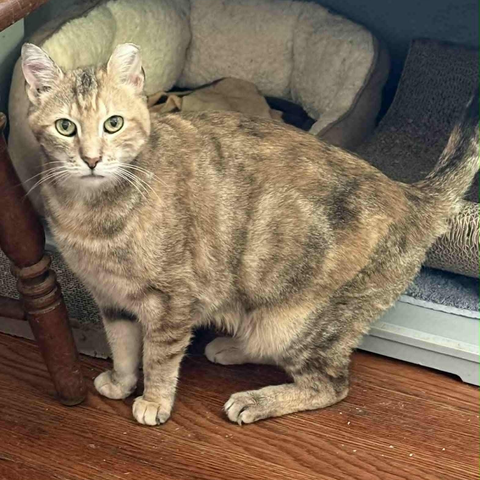 Beatrice, an adoptable mixed breed in Huntington, NY image 2/6