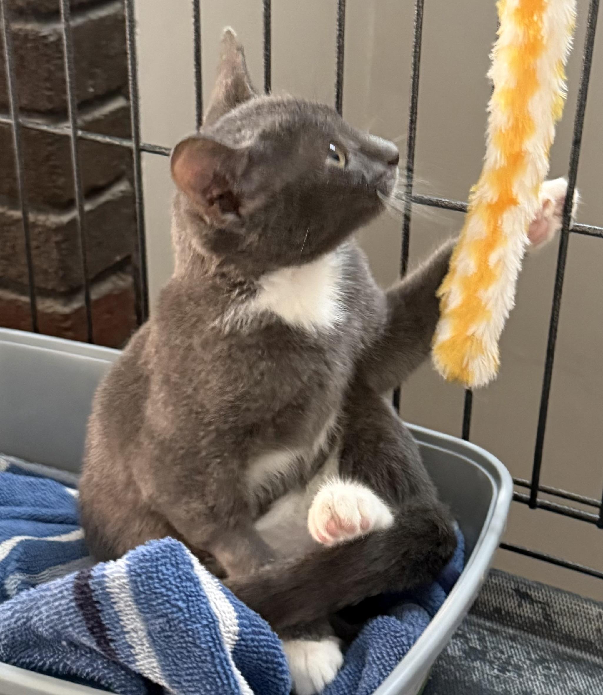 Enlarge Wasabi, a Adoptable Domestic Short Hair in CANONSBURG, PA image 4/4