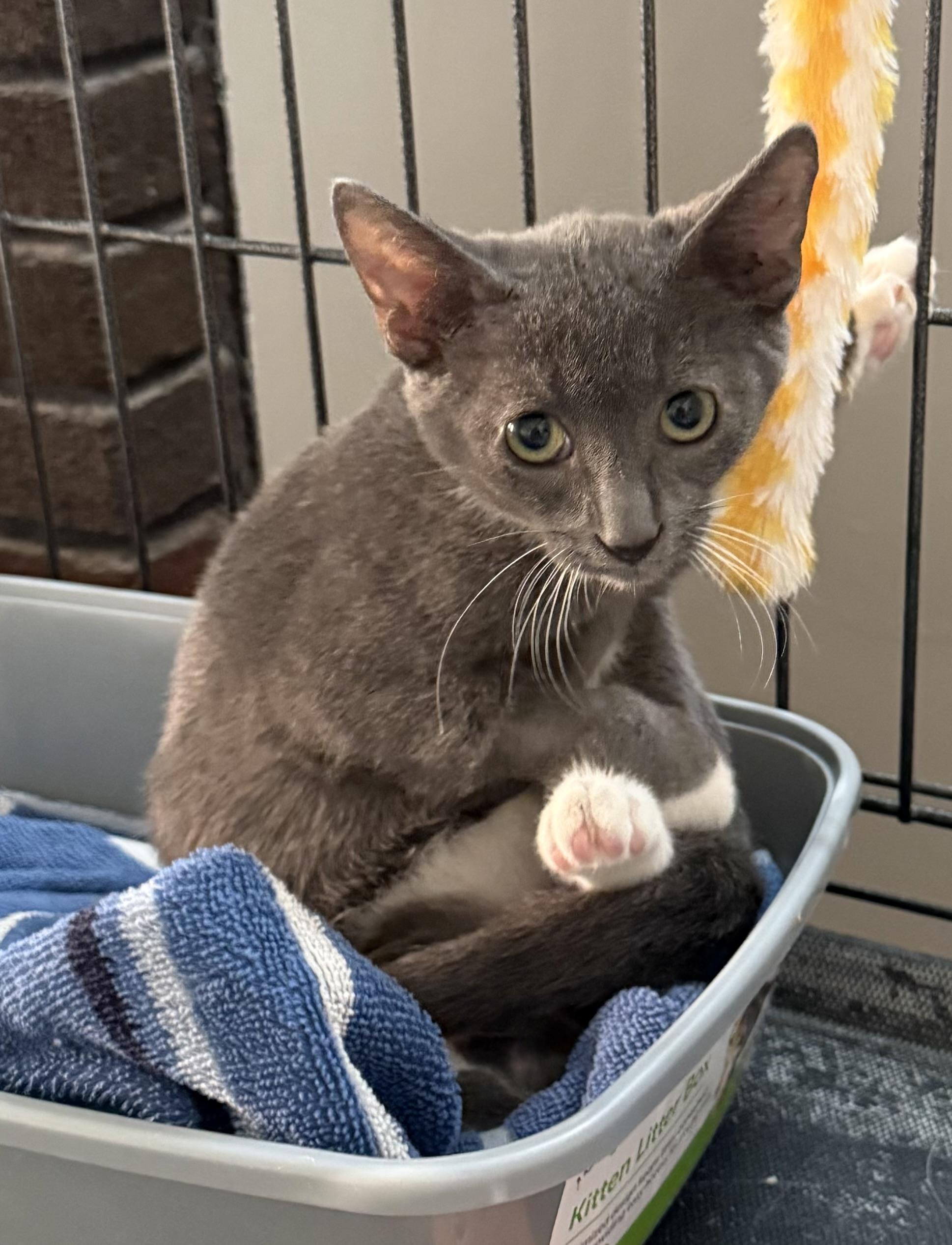 Enlarge Wasabi, a Adoptable Domestic Short Hair in CANONSBURG, PA image 3/4