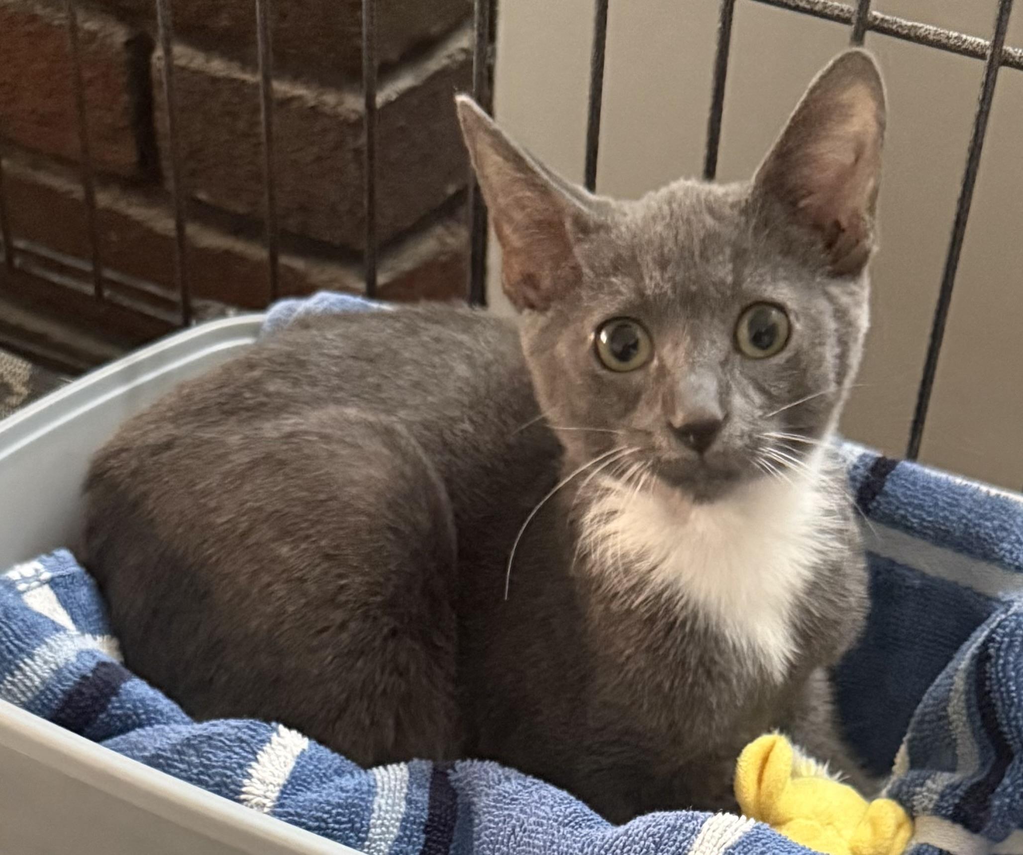 Enlarge Wasabi, a Adoptable Domestic Short Hair in CANONSBURG, PA image 2/4