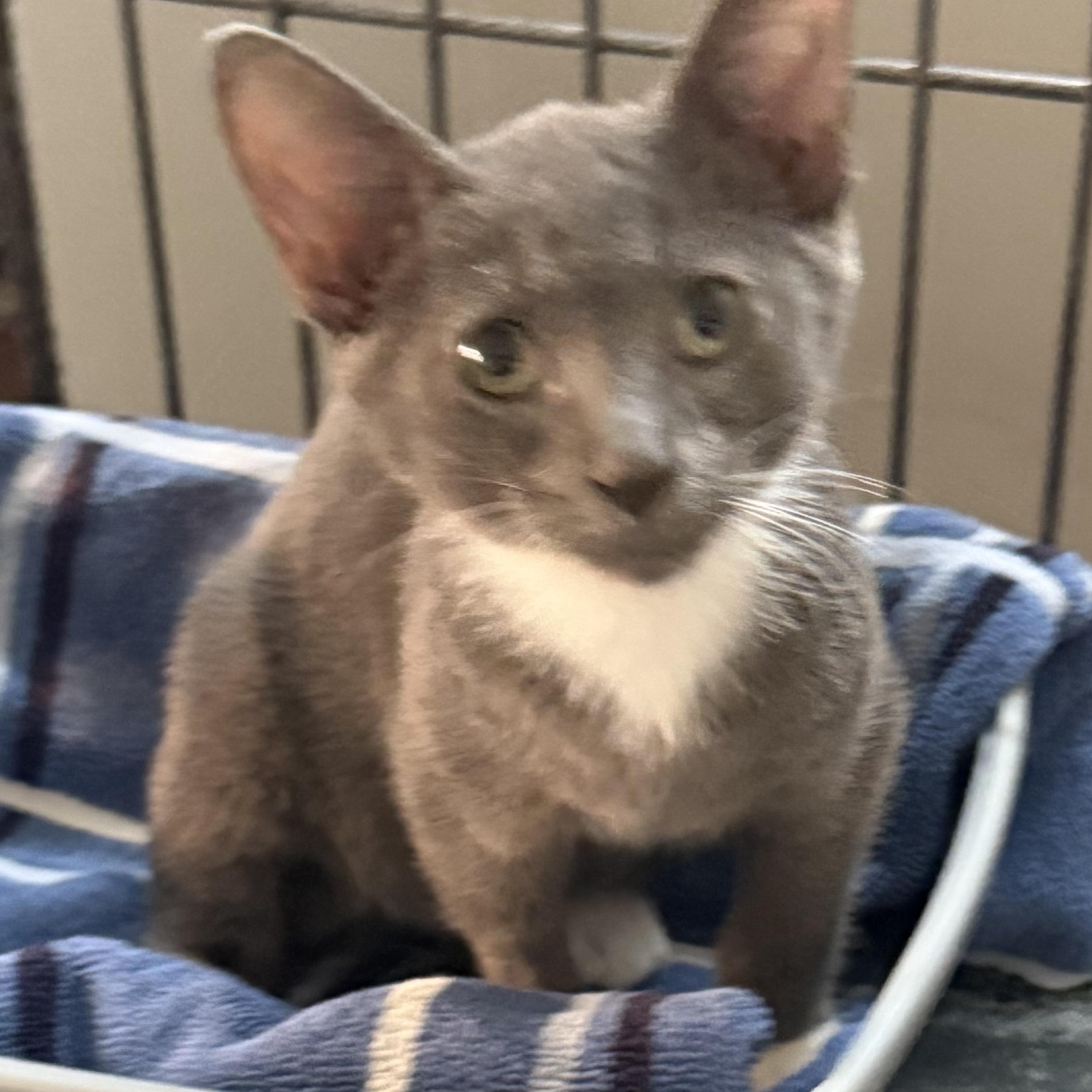 Enlarge Wasabi, a Adoptable Domestic Short Hair in CANONSBURG, PA image 1/4