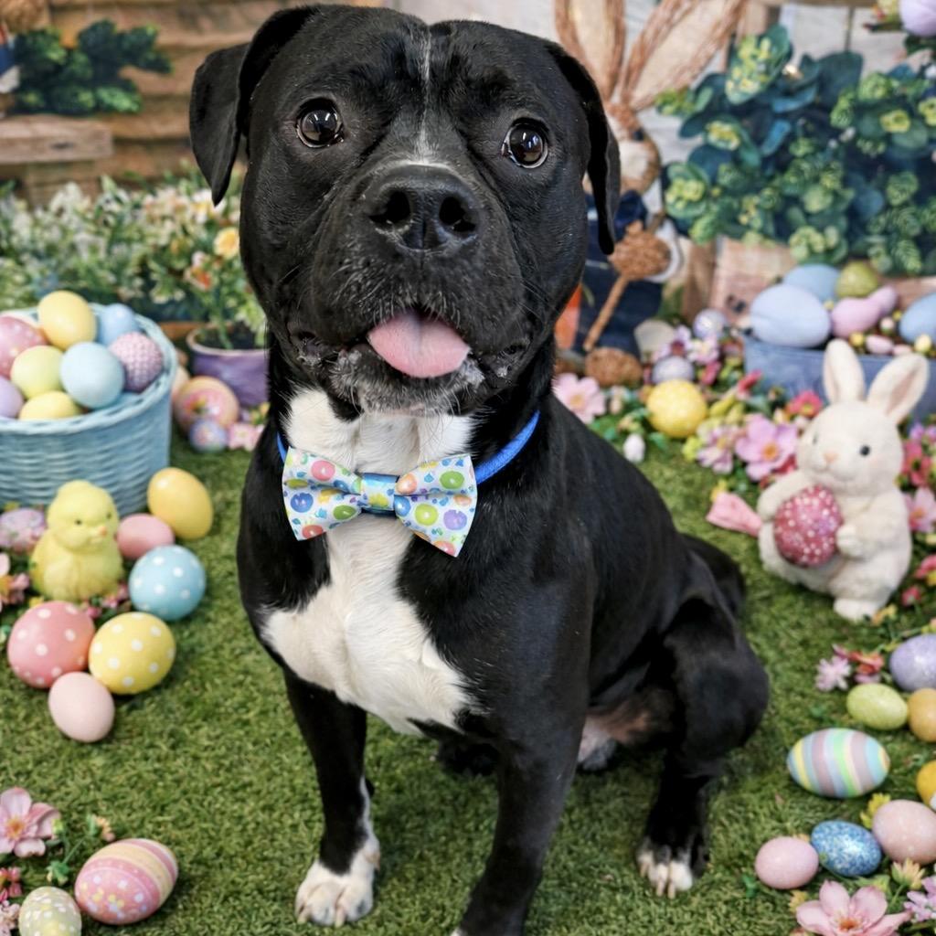 Radish, Adoptable, Young Male Mixed Breed.