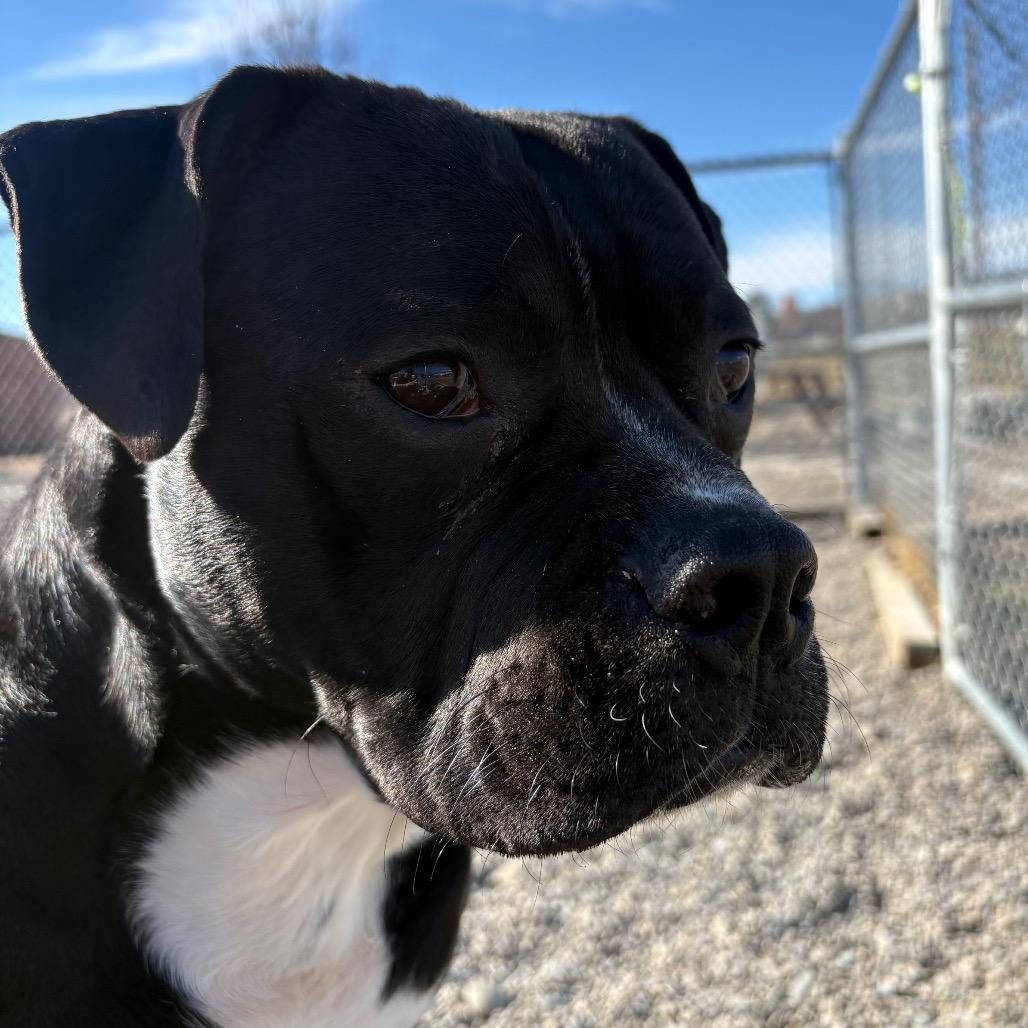 Enlarge Radish, a Adoptable mixed breed in Binghamton, NY image 2/6