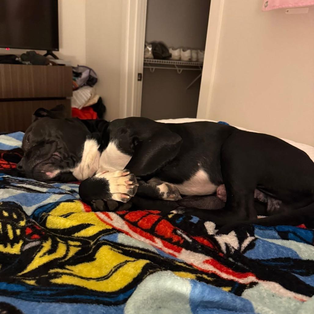 Enlarge Radish, a Adoptable mixed breed in Binghamton, NY image 3/6