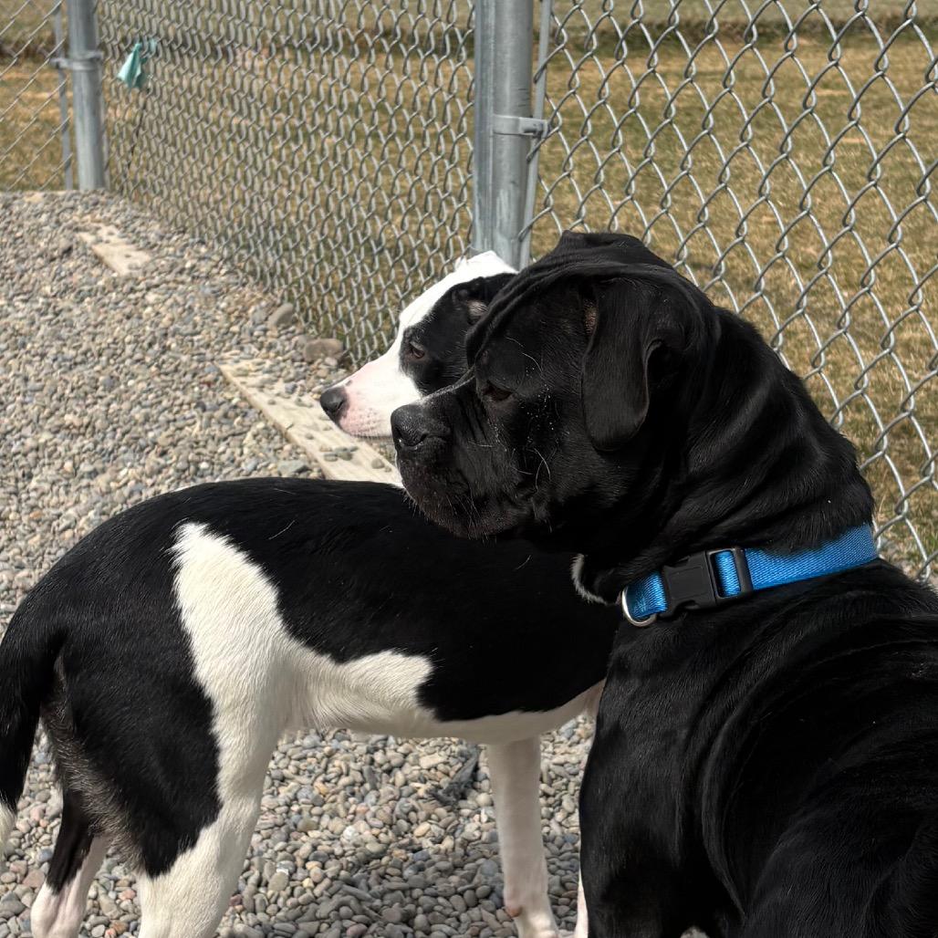 Enlarge Radish, a Adoptable mixed breed in Binghamton, NY image 4/6