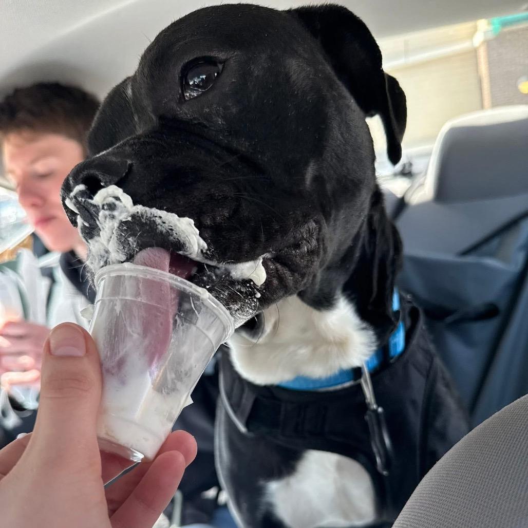 Enlarge Radish, a Adoptable mixed breed in Binghamton, NY image 6/6