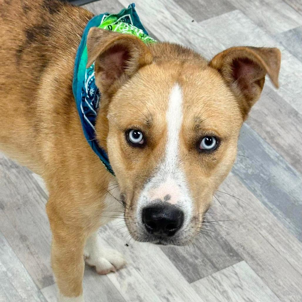 Caligula, Adoptable, Adult Male Mixed Breed.
