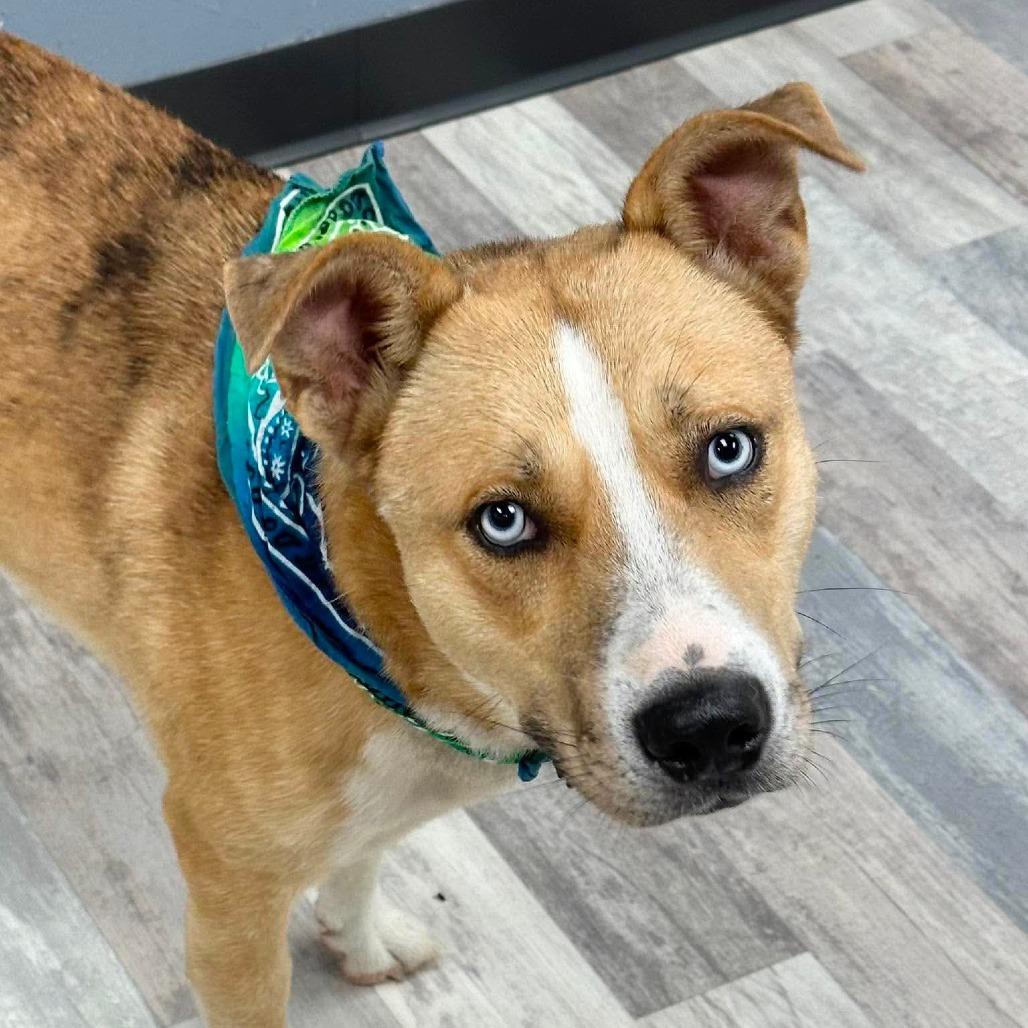 Enlarge Caligula, a Adoptable Mixed Breed in Lufkin, TX image 2/4