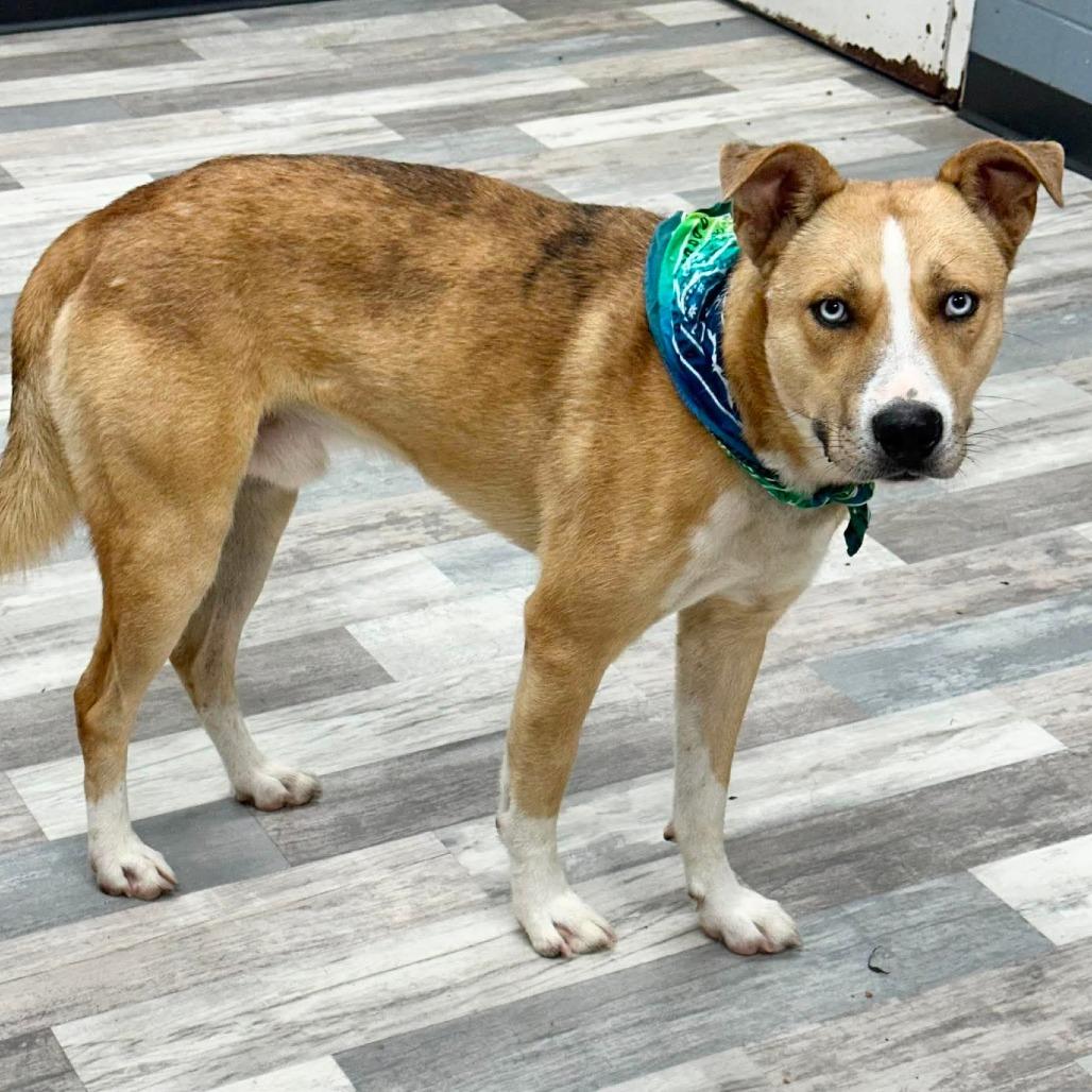 Enlarge Caligula, a Adoptable Mixed Breed in Lufkin, TX image 3/4