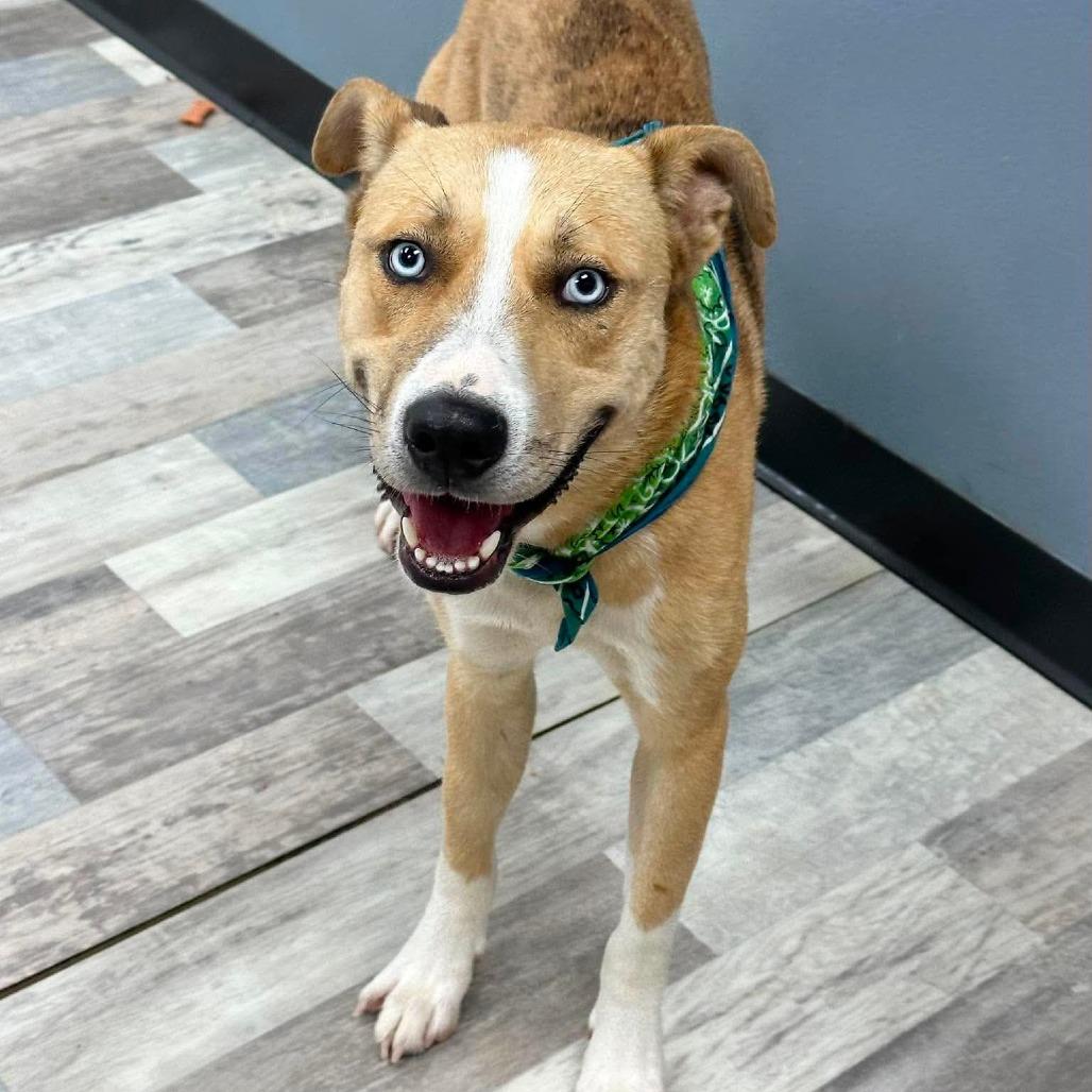 Enlarge Caligula, a Adoptable Mixed Breed in Lufkin, TX image 4/4
