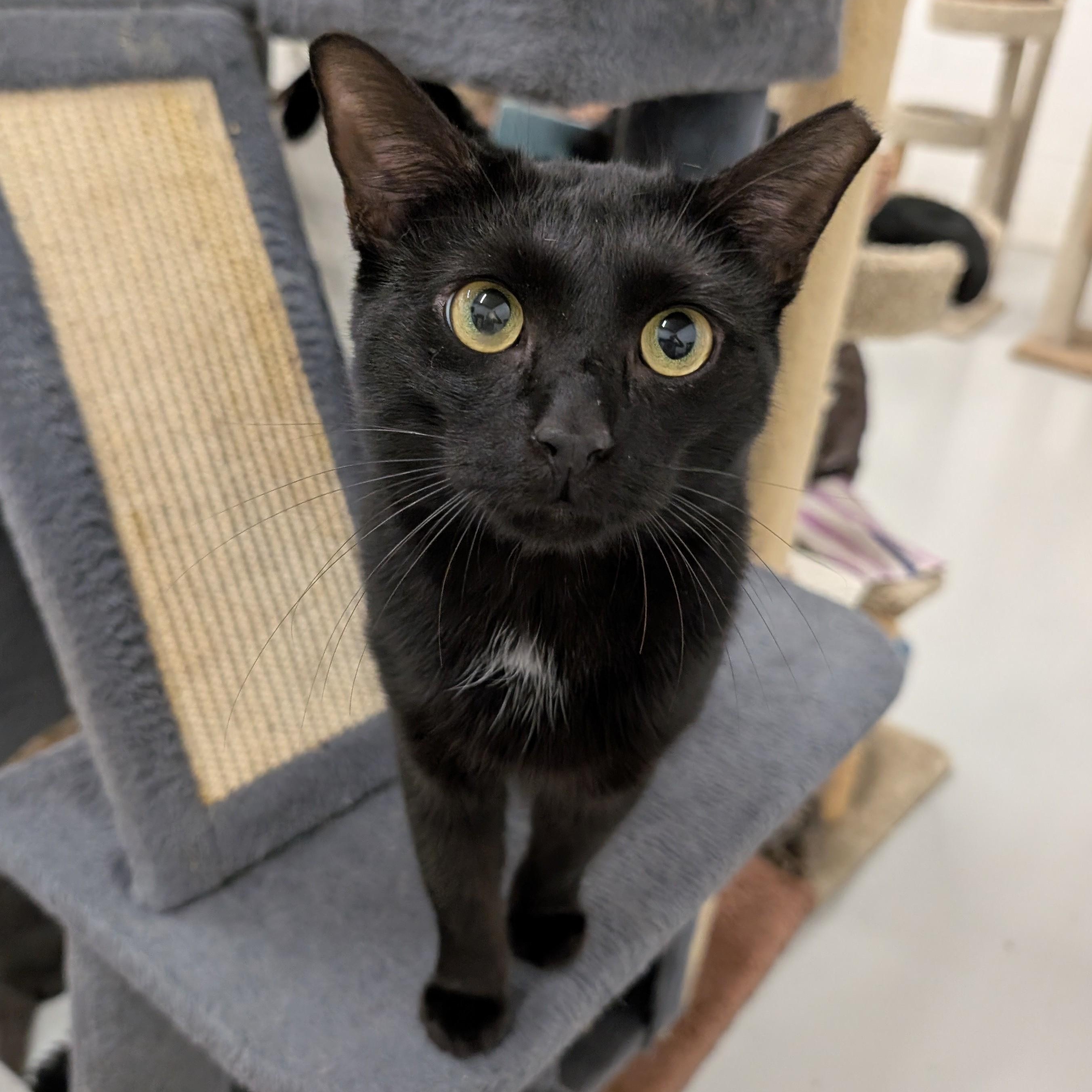 Logan, a Adoptable Domestic Short Hair in West Palm Beach, FL image 2/5