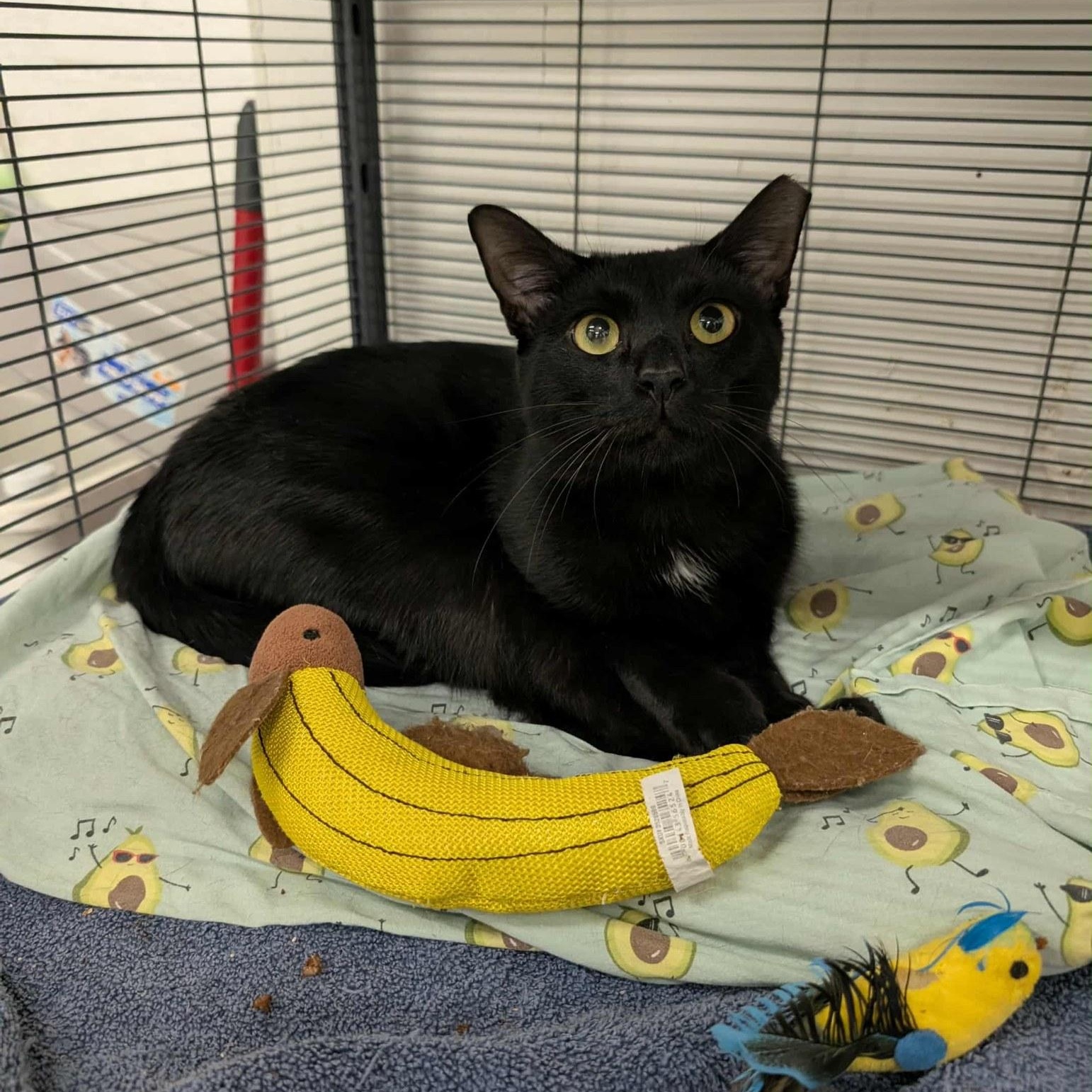 Logan, a Adoptable Domestic Short Hair in West Palm Beach, FL image 3/5