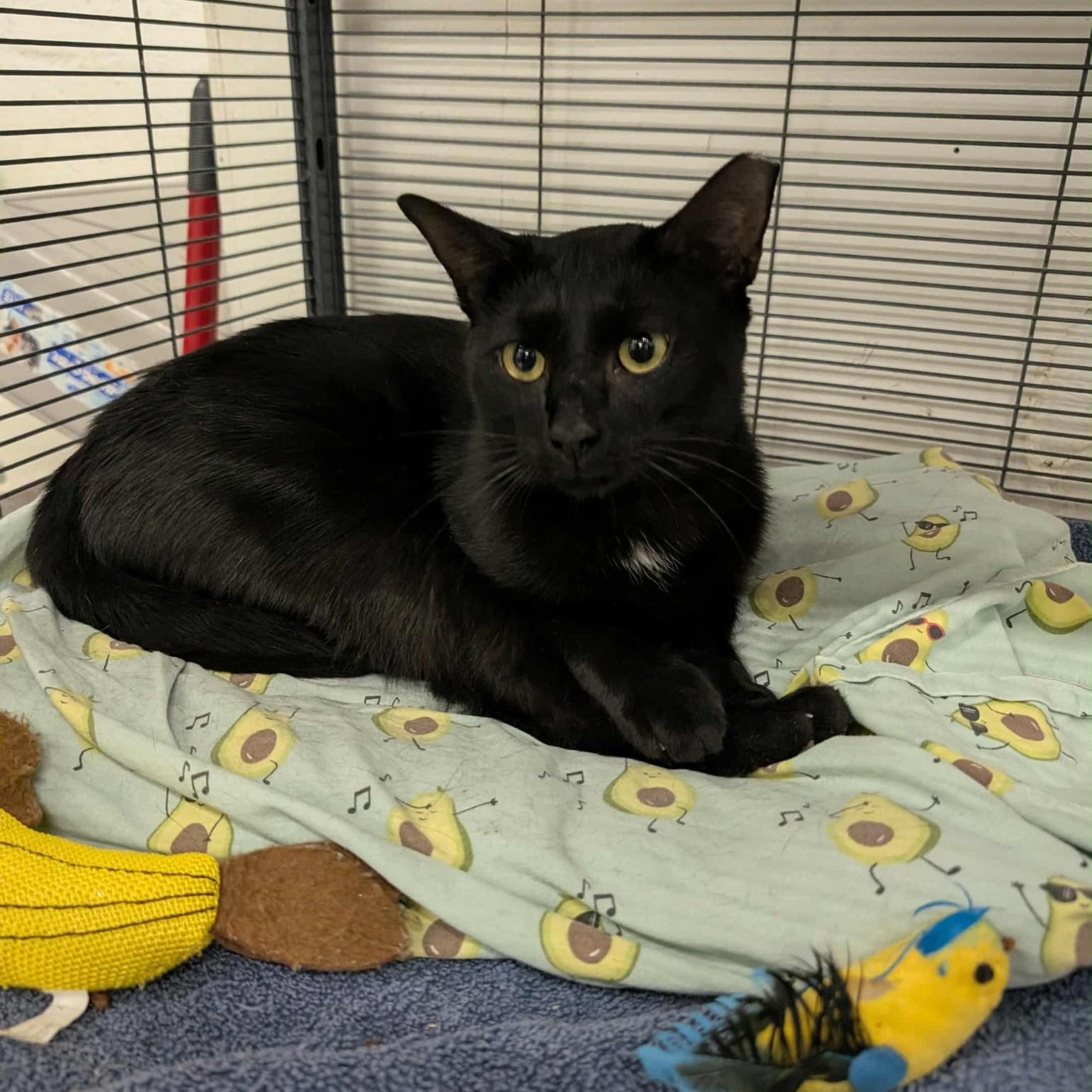 Logan, a Adoptable Domestic Short Hair in West Palm Beach, FL image 5/5