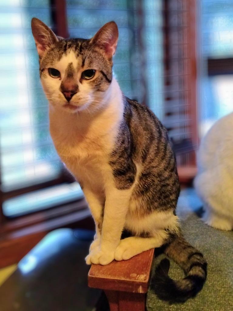 Henry, Adoptable, Young Male Domestic Short Hair.