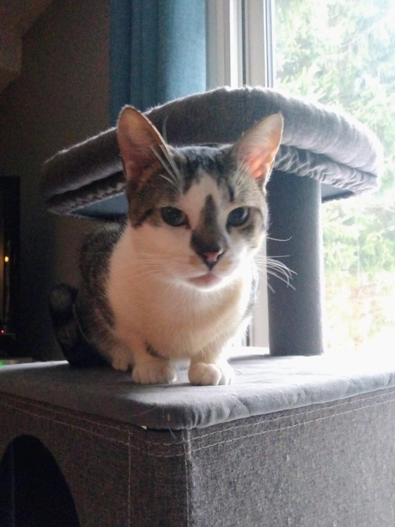 Enlarge Henry, a Adoptable Domestic Short Hair in Arthur, ON image 2/5