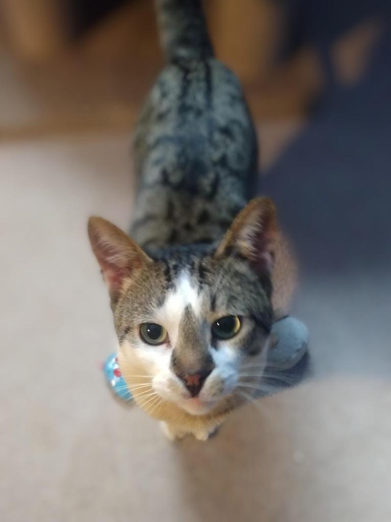 Enlarge Henry, a Adoptable Domestic Short Hair in Arthur, ON image 3/5