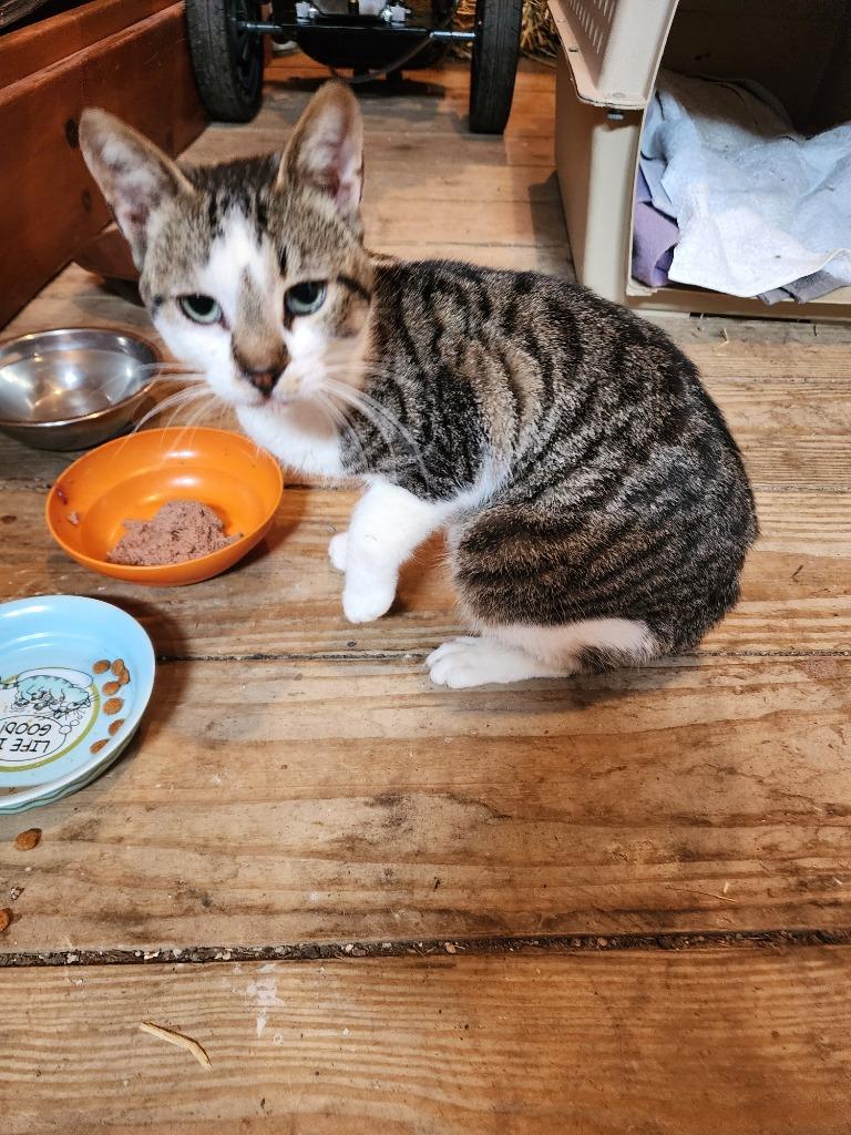 Enlarge Henry, a Adoptable Domestic Short Hair in Arthur, ON image 4/5