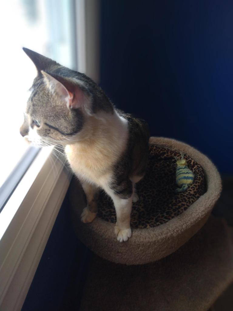 Enlarge Henry, a Adoptable Domestic Short Hair in Arthur, ON image 5/5