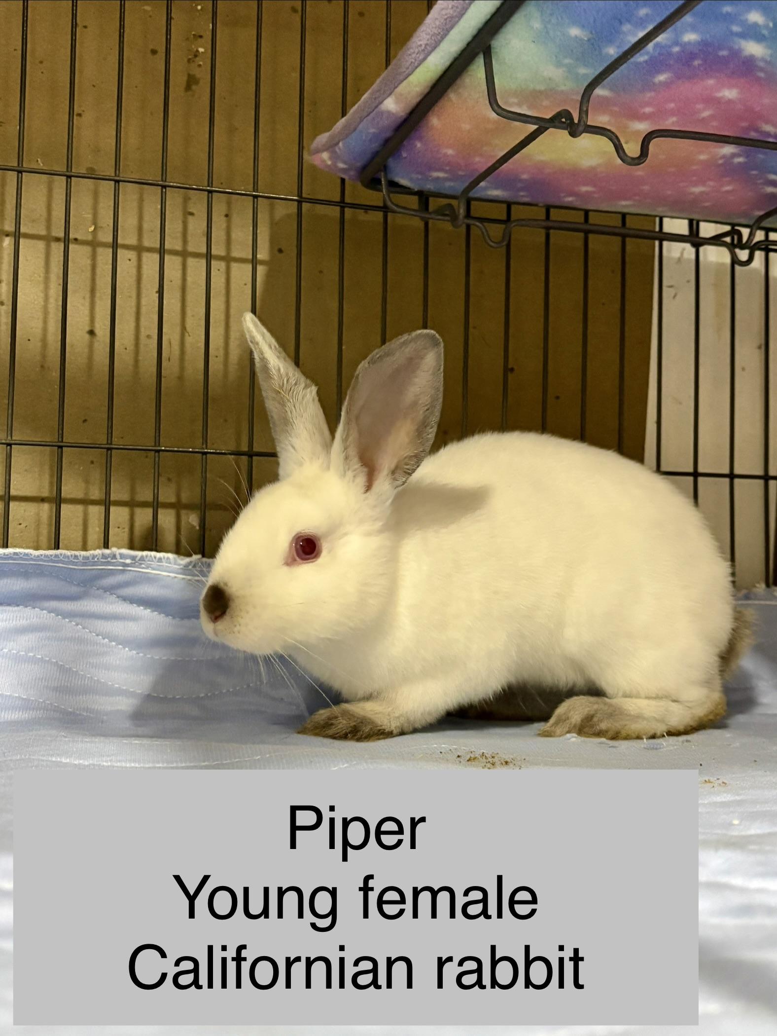 Enlarge Piper, a Adoptable Californian in Howell, NJ image 2/2