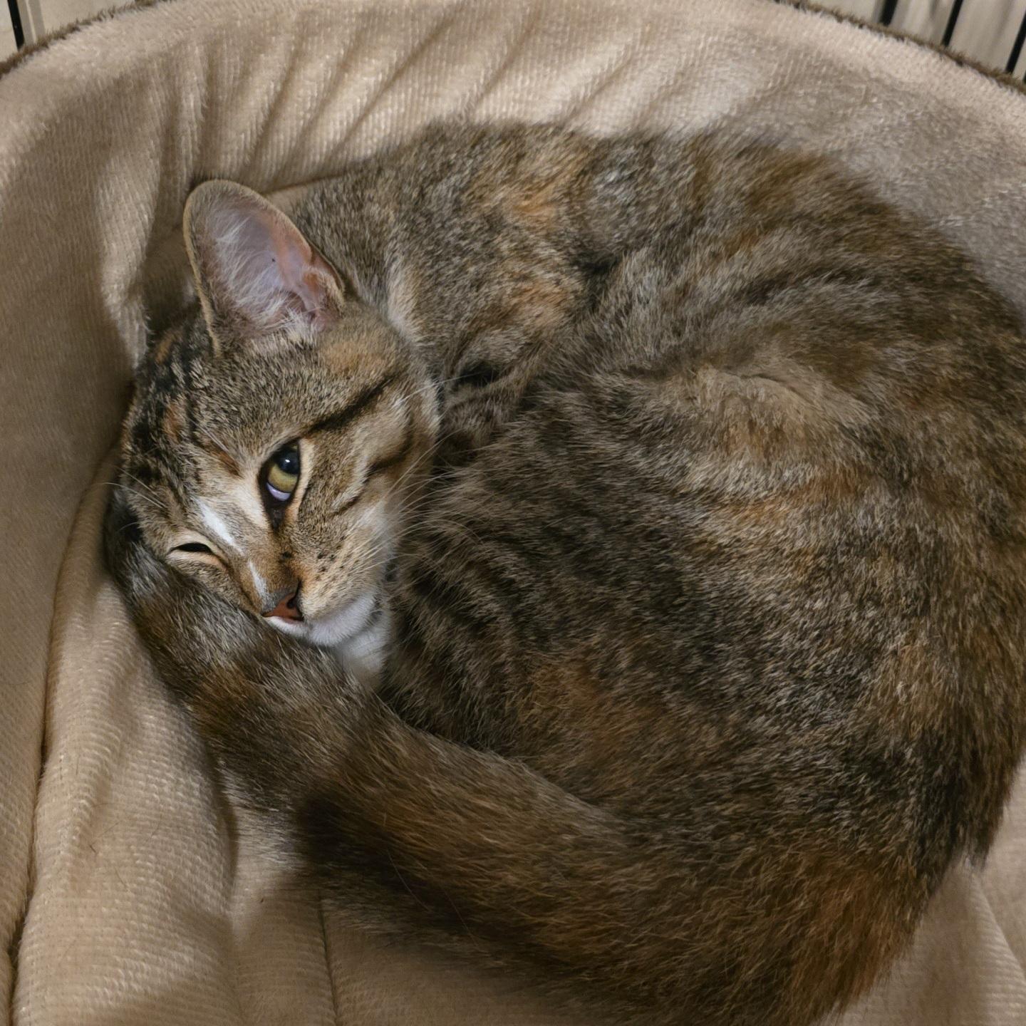 Everest, Adopted, Young Female Calico.