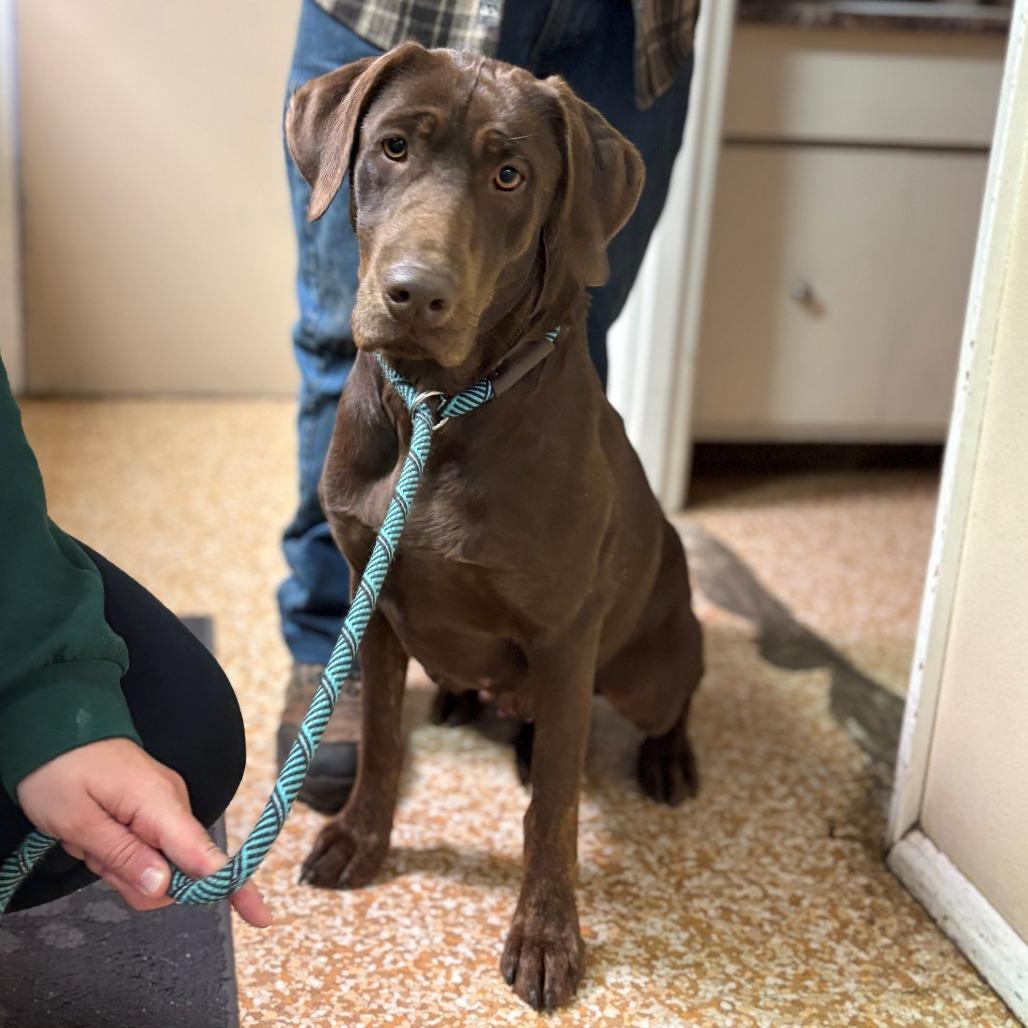 Coco, Adoptable, Adult Female Chocolate Labrador Retriever.