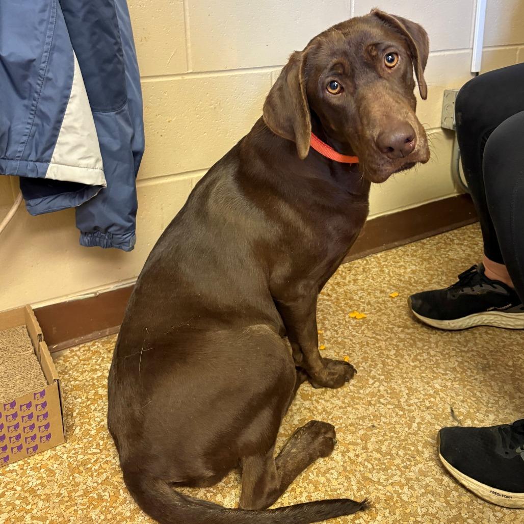 Coco, a Adoptable Chocolate Labrador Retriever in Chehalis, WA image 2/2