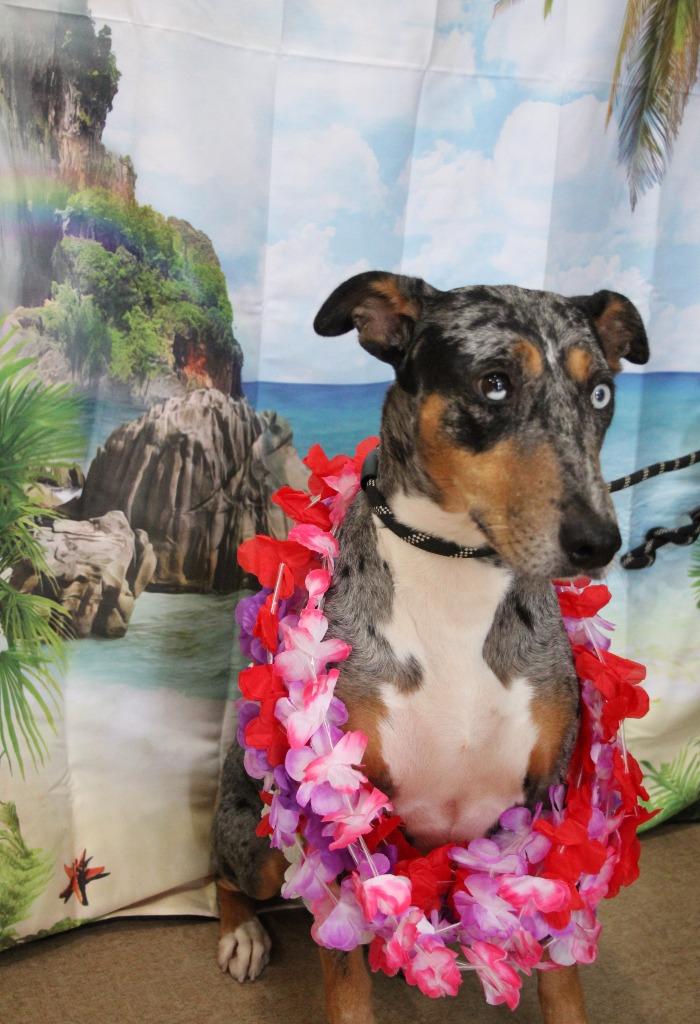 Wailua, Adoptable, Adult Female Catahoula Leopard Dog & Mixed Breed.