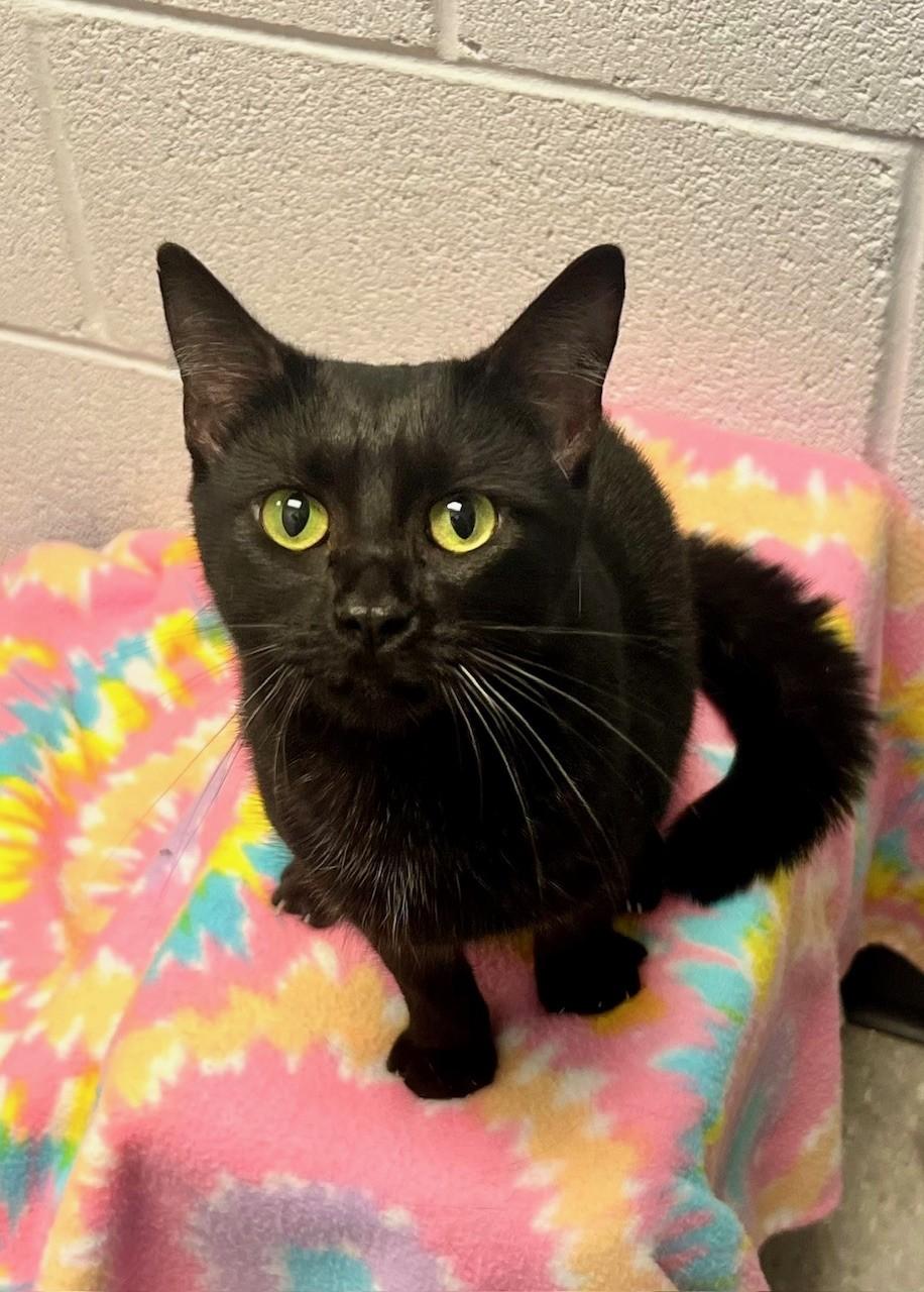 May, Adult Female Domestic Short Hair