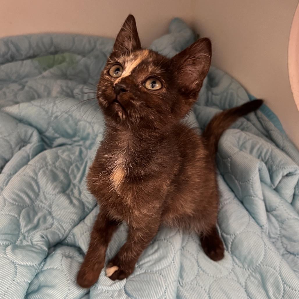 Enlarge Junie*, a Adoptable Domestic Short Hair in San Gabriel, CA image 1/2