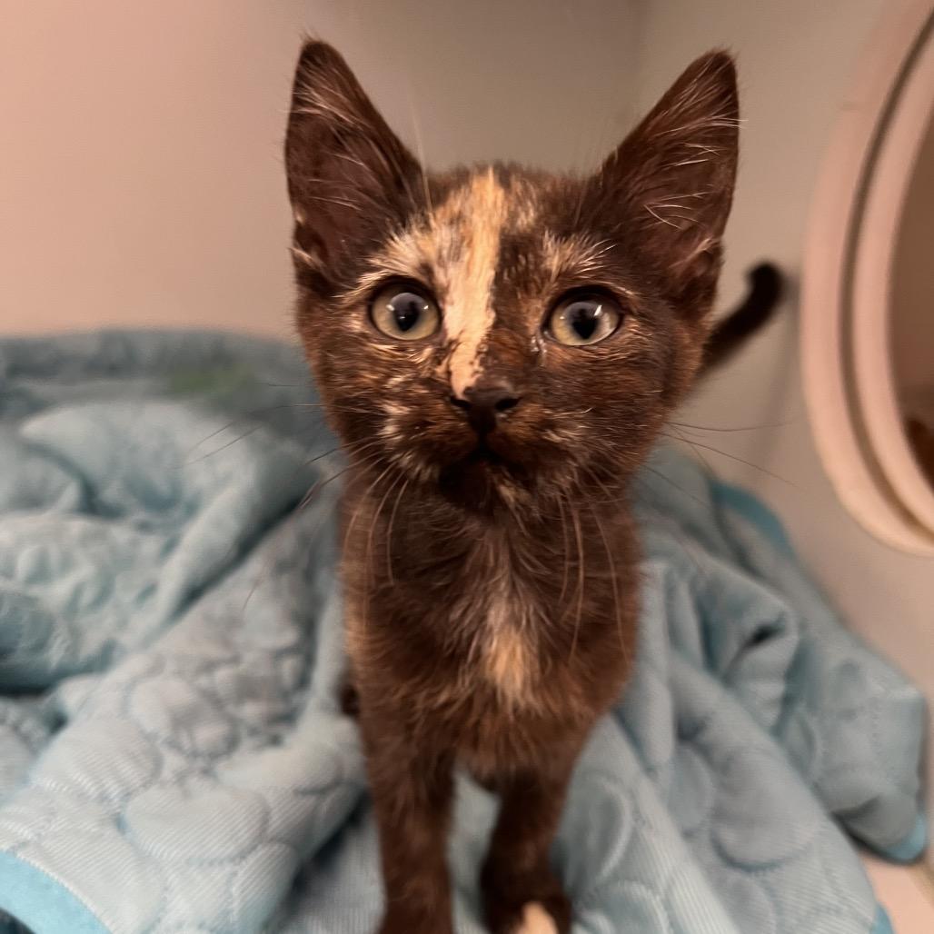 Enlarge Junie*, a Adoptable Domestic Short Hair in San Gabriel, CA image 2/2
