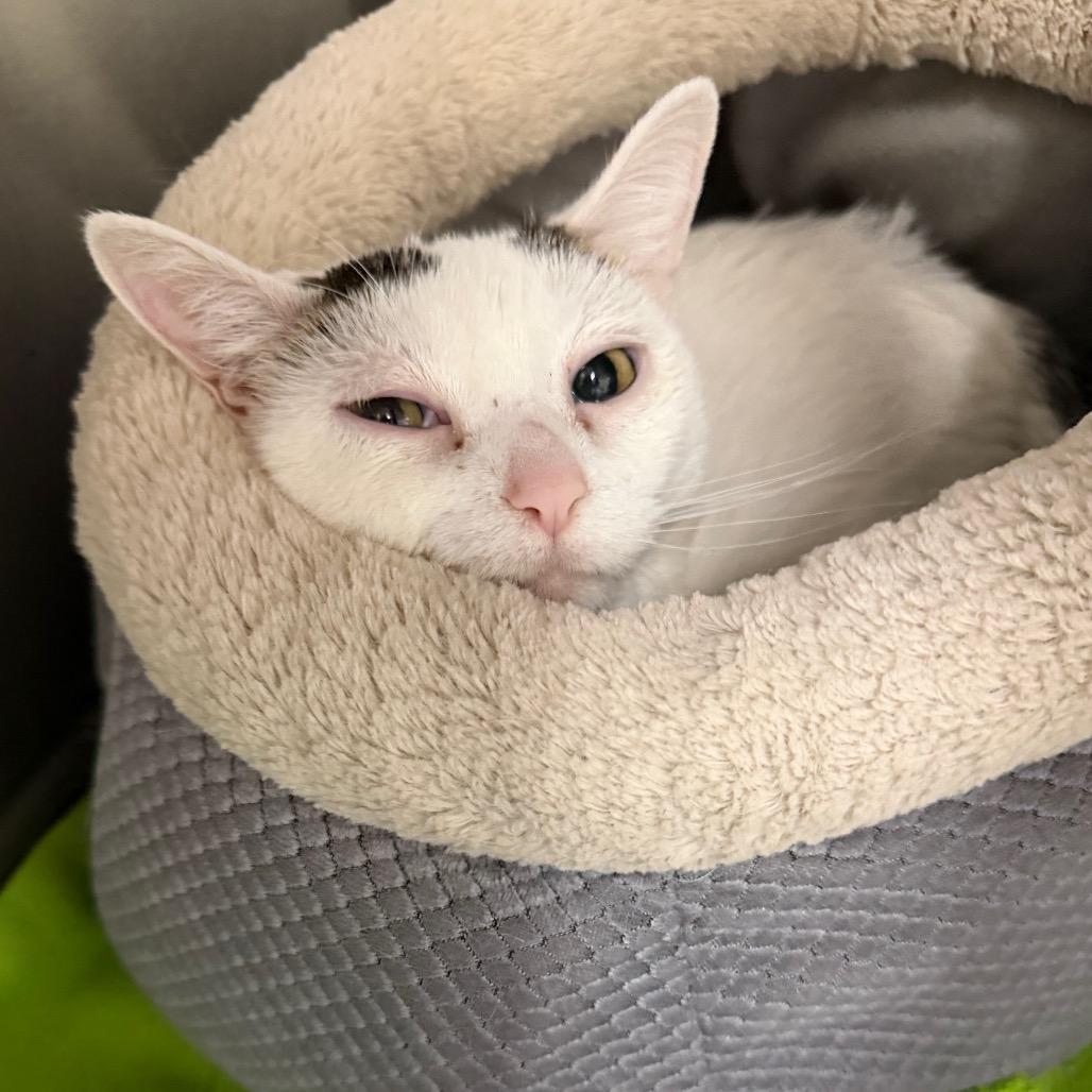 Enlarge Gertrude, a Adoptable Domestic Short Hair in Mankato, MN image 1/3