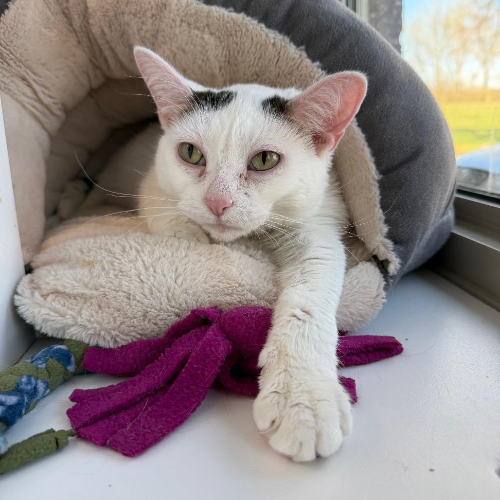 Enlarge Gertrude, a Adoptable Domestic Short Hair in Mankato, MN image 2/3