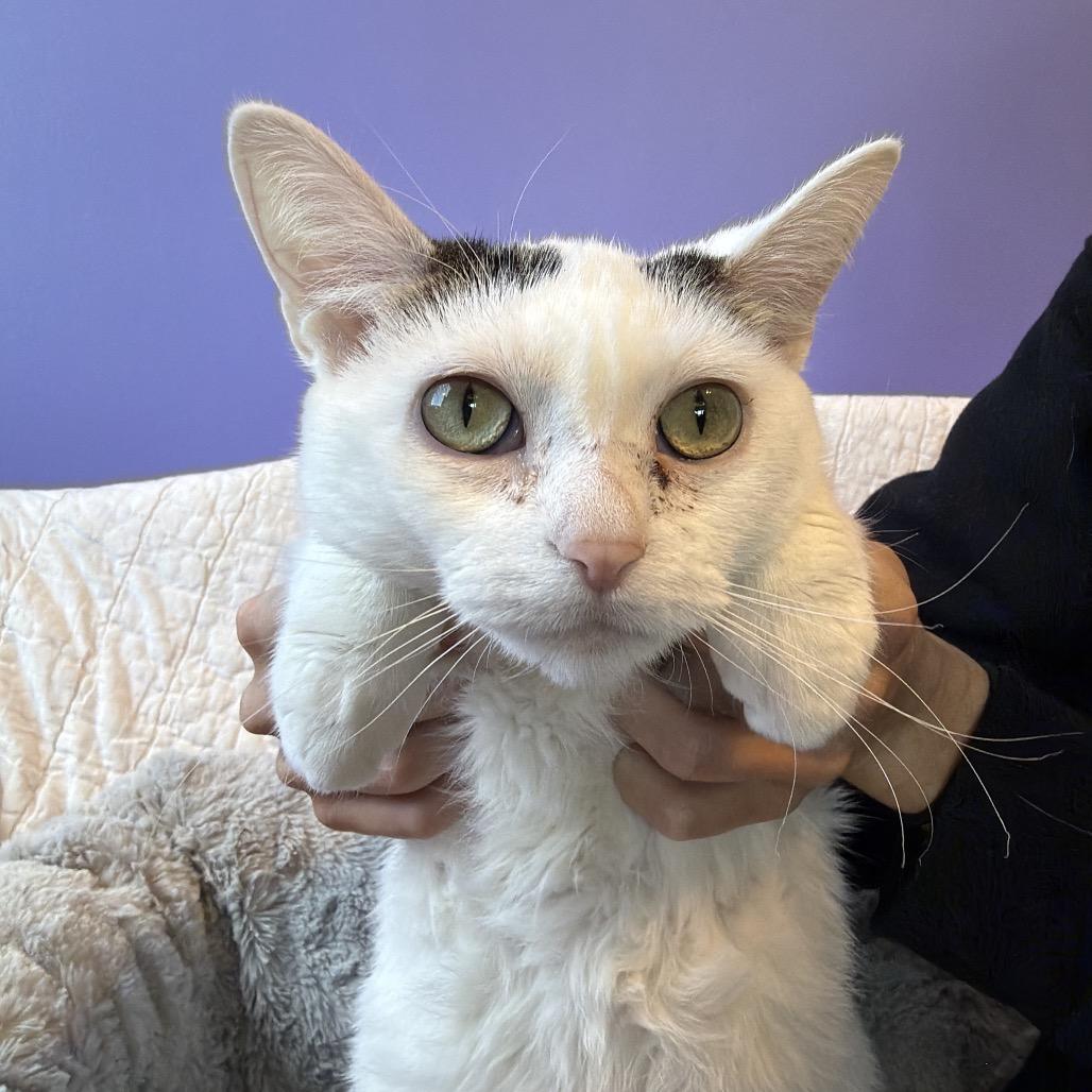 Enlarge Gertrude, a Adoptable Domestic Short Hair in Mankato, MN image 3/3