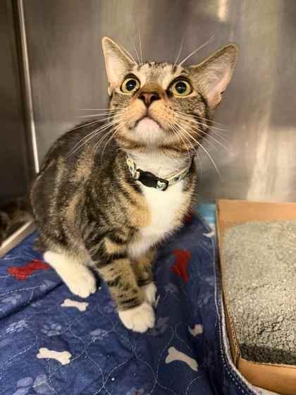 Enlarge Sparrow, a ADOPTABLE Domestic Short Hair in Lafayette, IN image 1/1